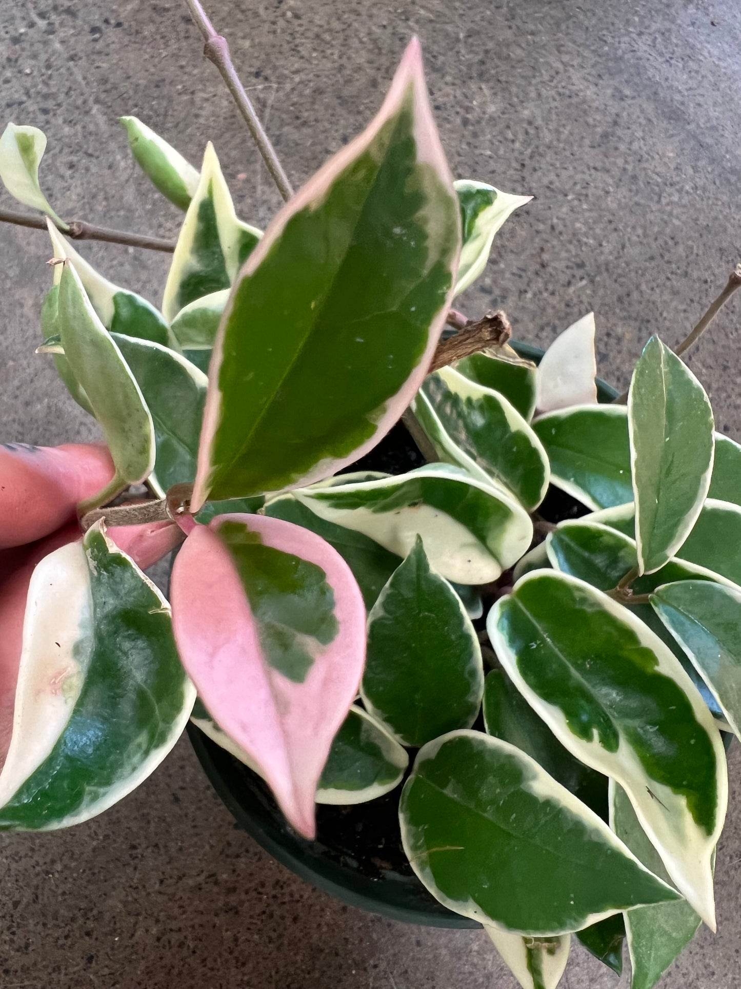 Hoya Krimson Queen