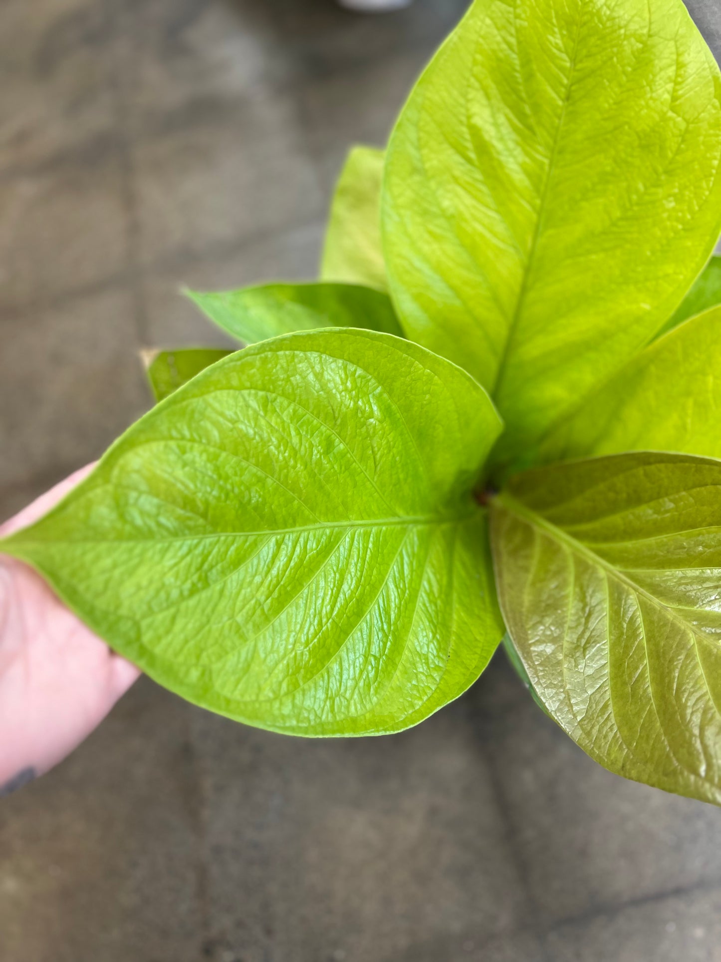 anthurium jenmanii king of kings Anthurium King of Kings