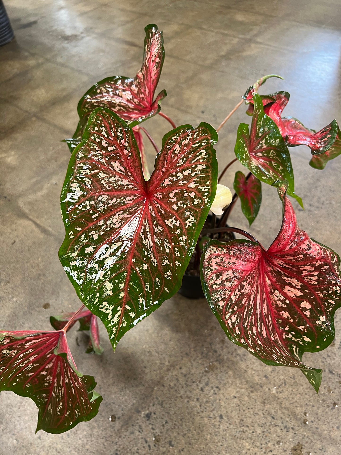 Caladium Lance Whorton