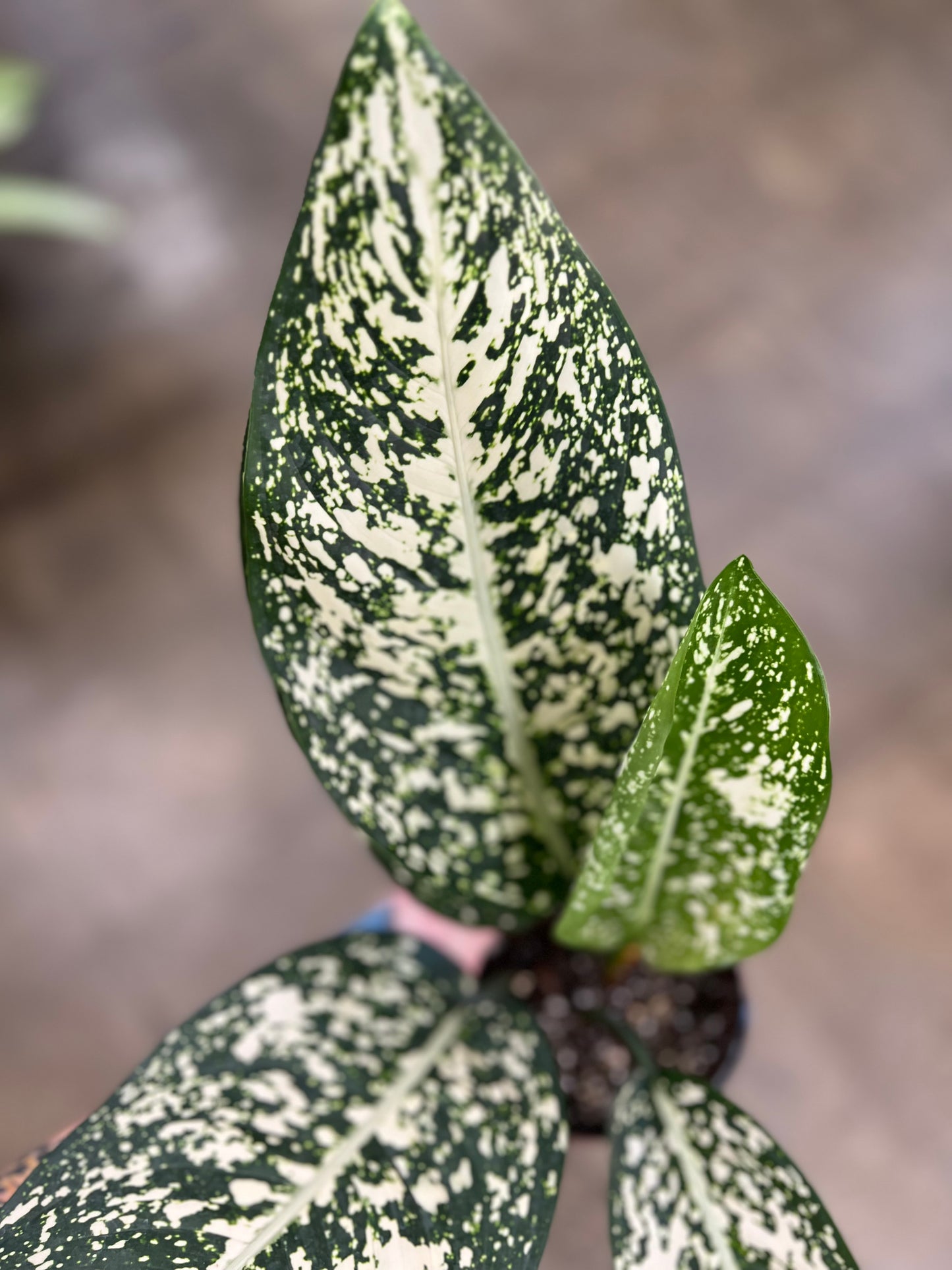 Aglaonema Morodoklok