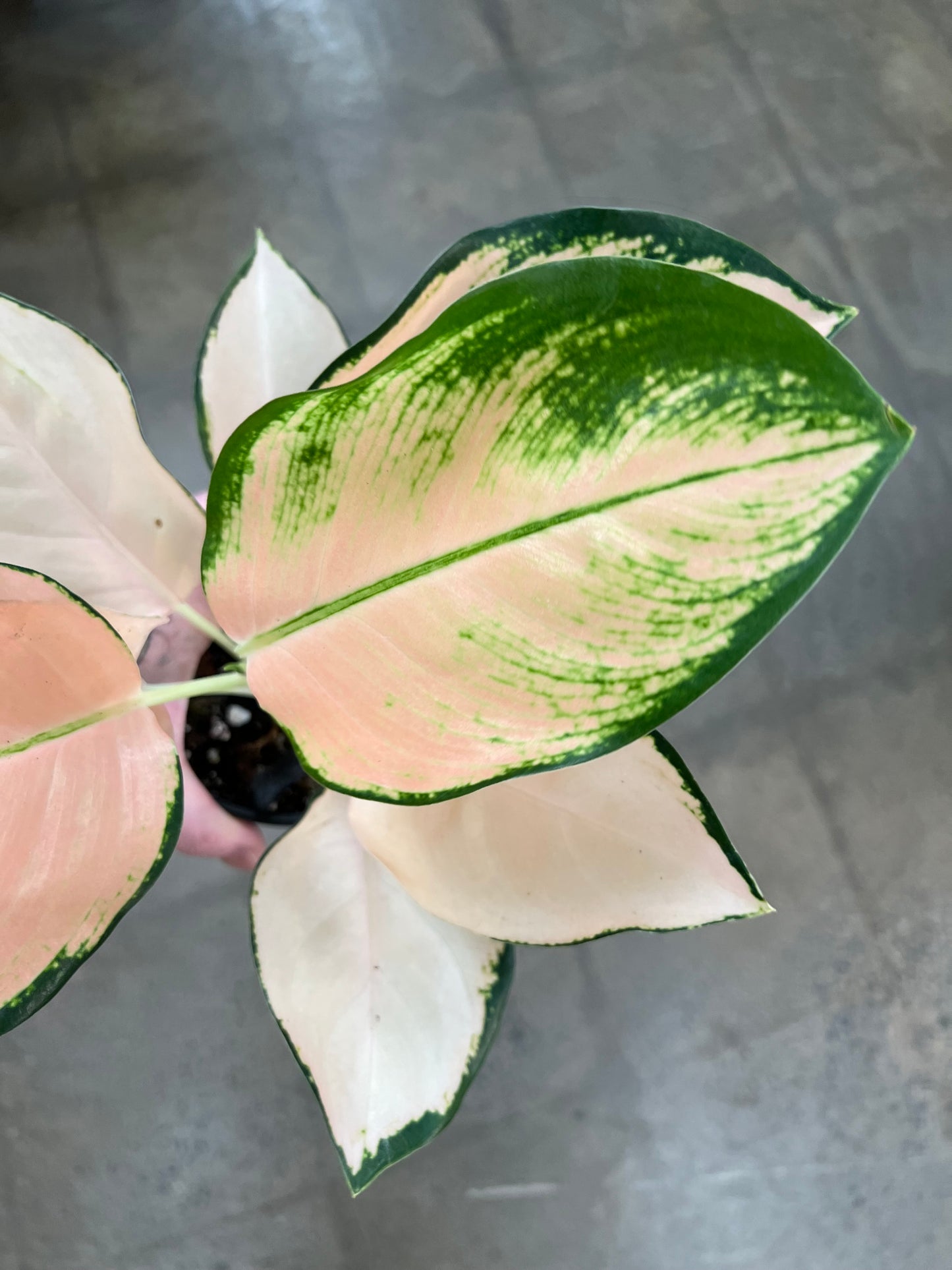 Aglaonema Cochin Peach