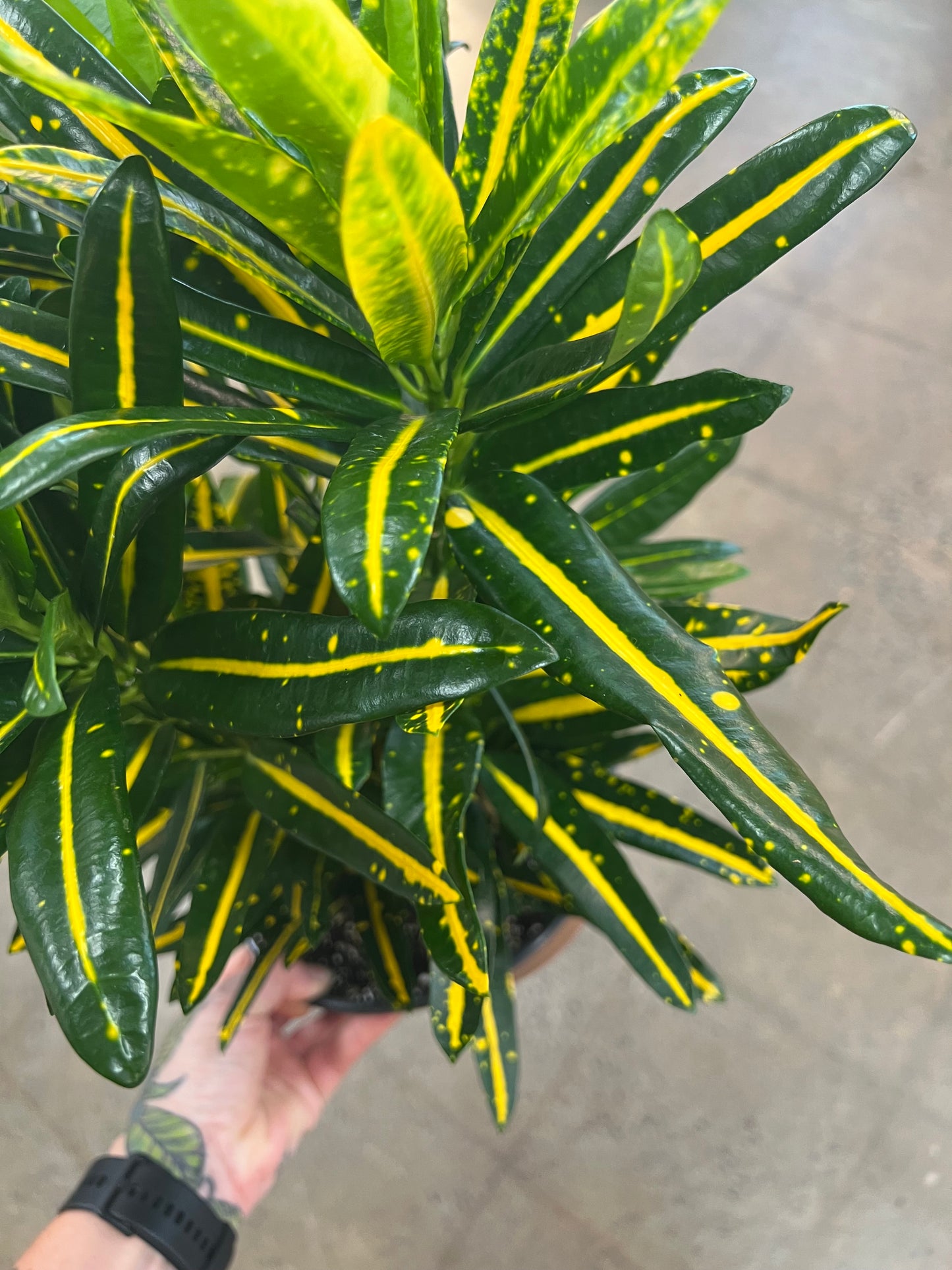 Croton Sunny Star