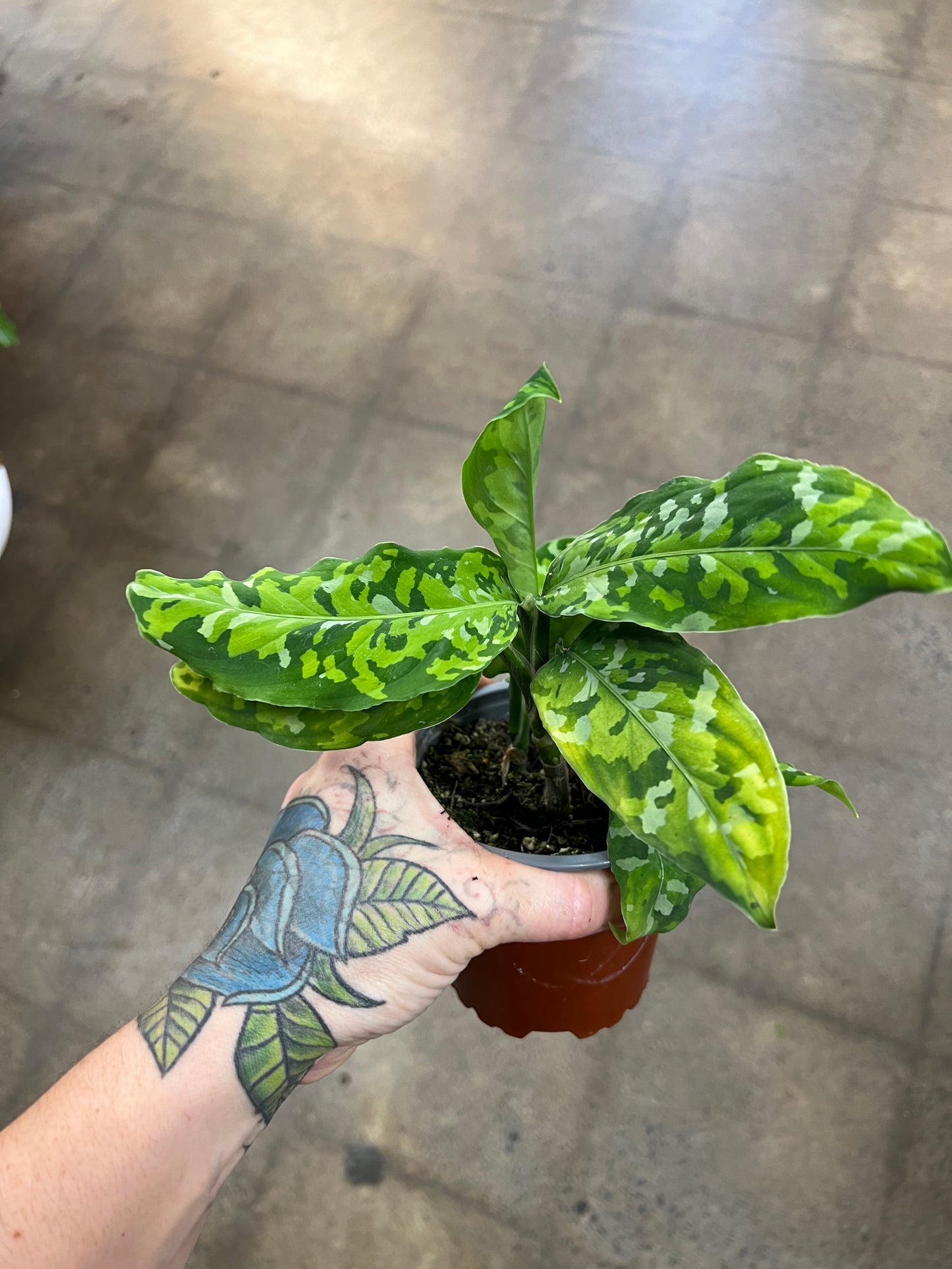 Aglaonema Pictum Tricolor