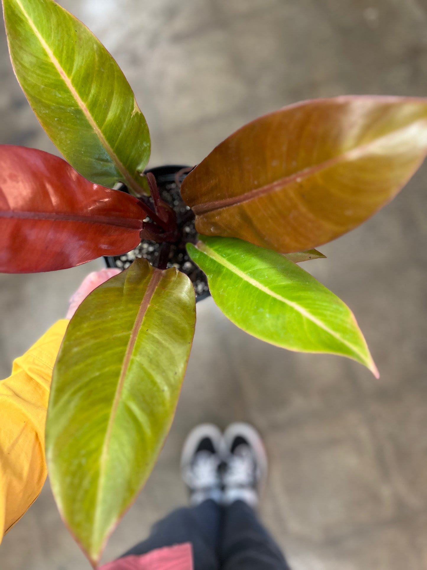 Philodendron Prince of Orange