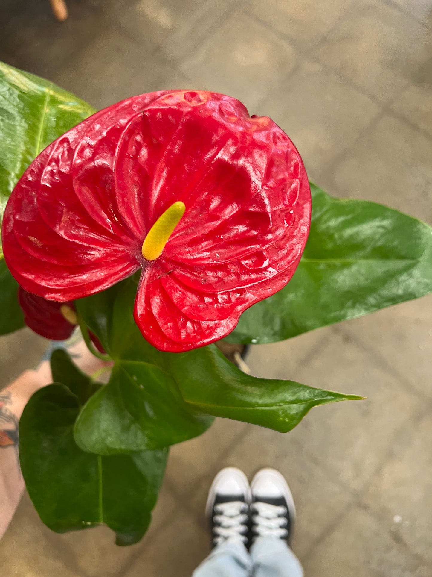 Anthurium Rouge