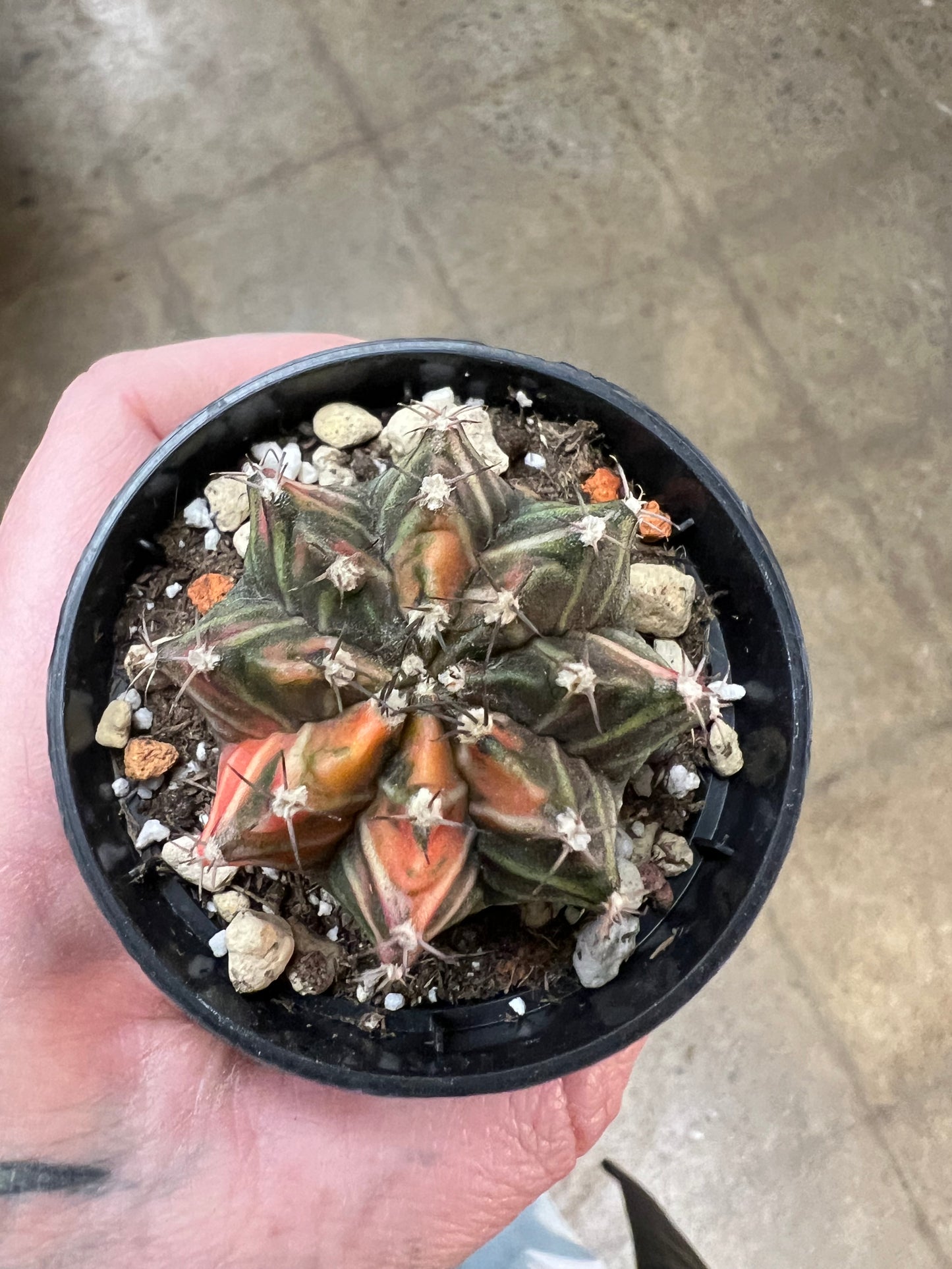 Gymnocalycium Mihanovichii Panaché