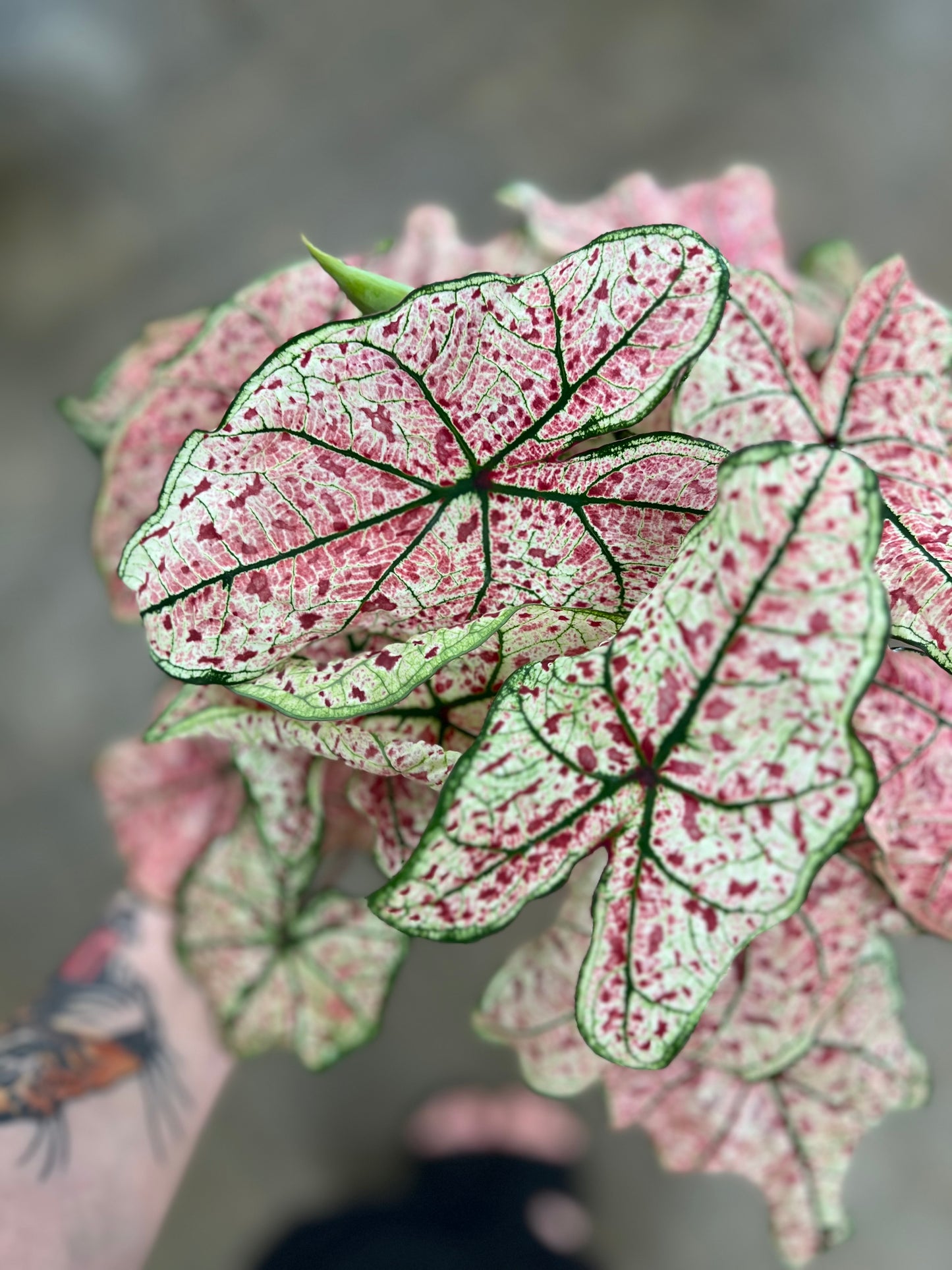 Caladium Hortulatum Asst.