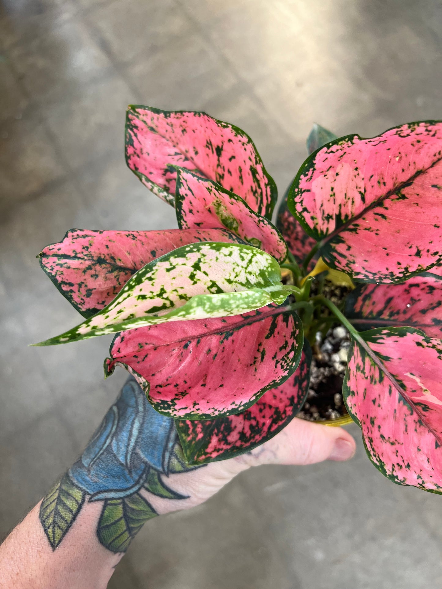 Aglaonema Pink Komkom