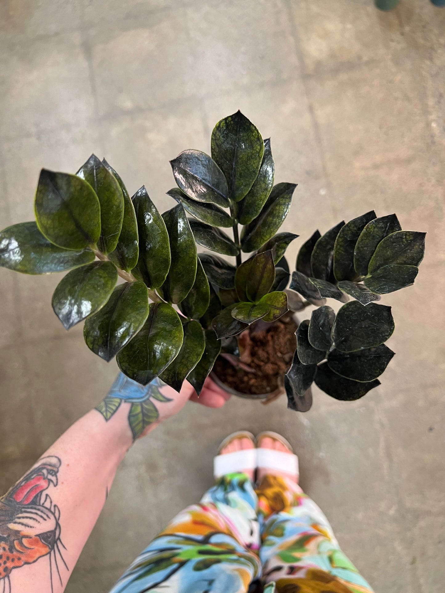 Zamioculcas Zamiifolia Raven