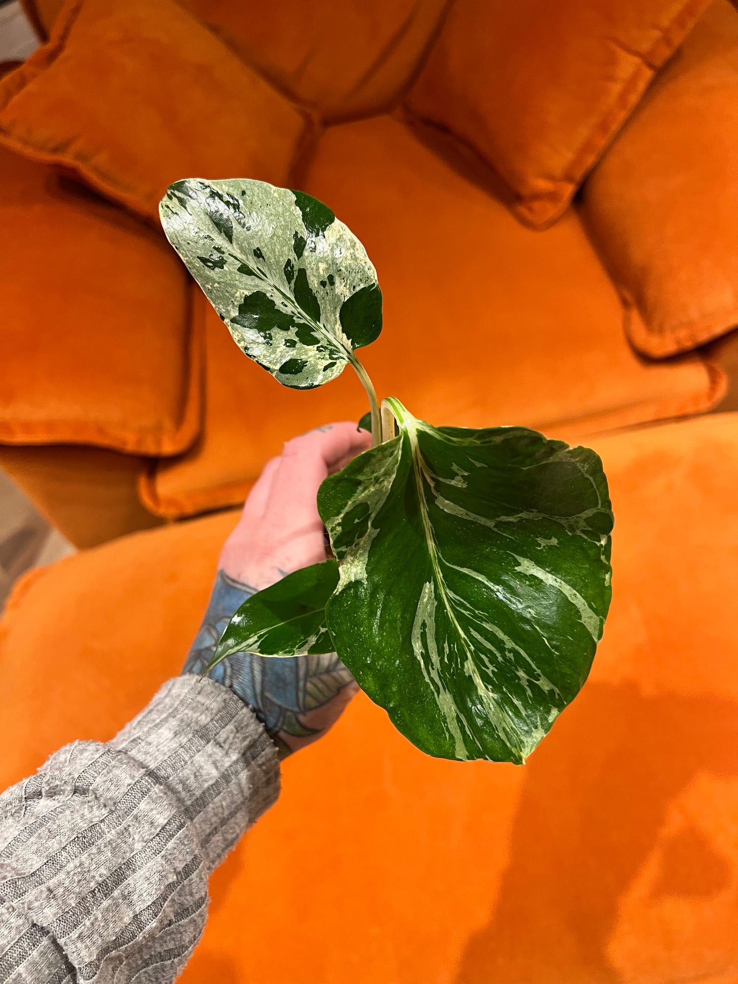 Monstera Bulbasaur