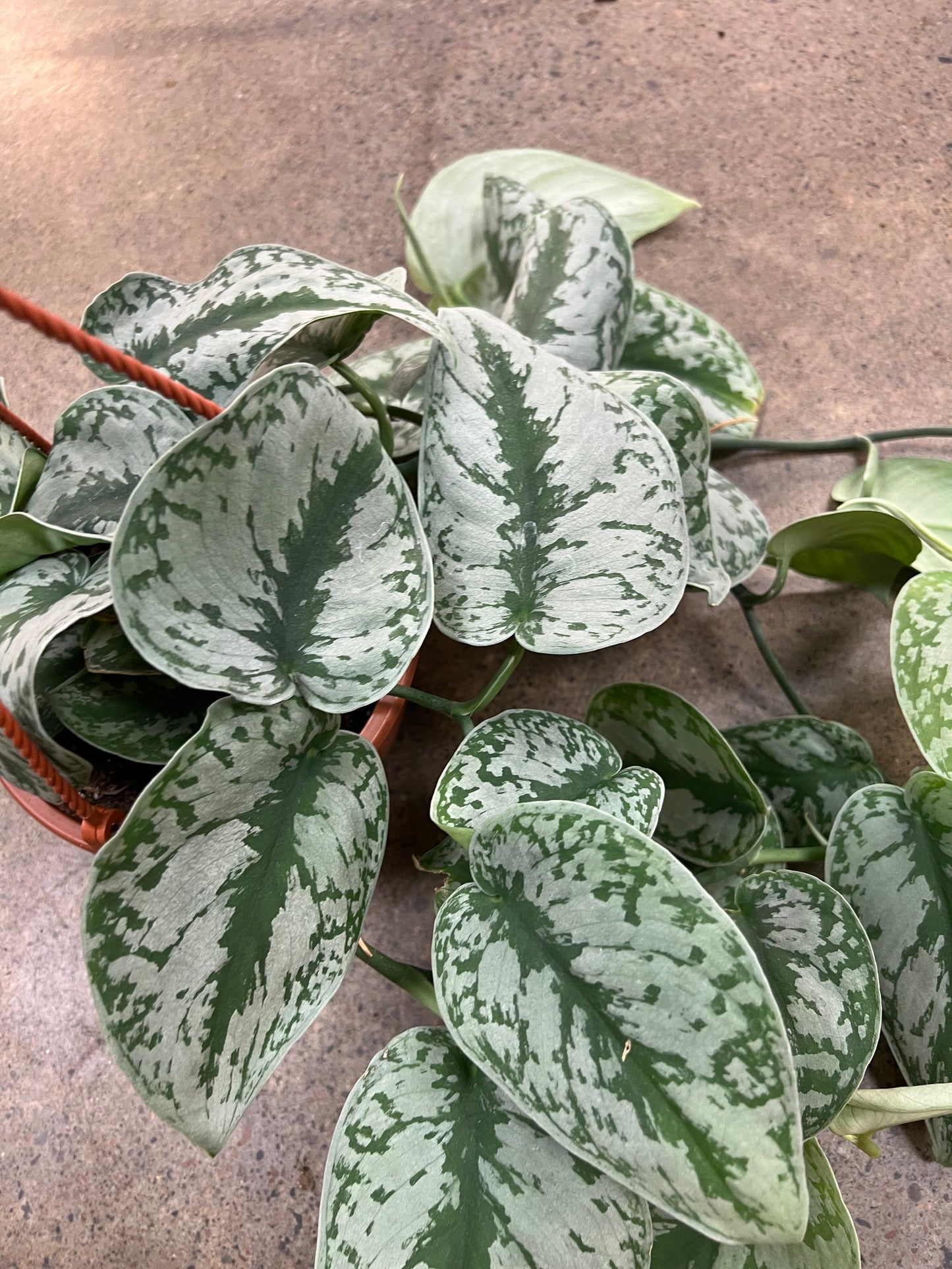 Scindapsus Silver Satin