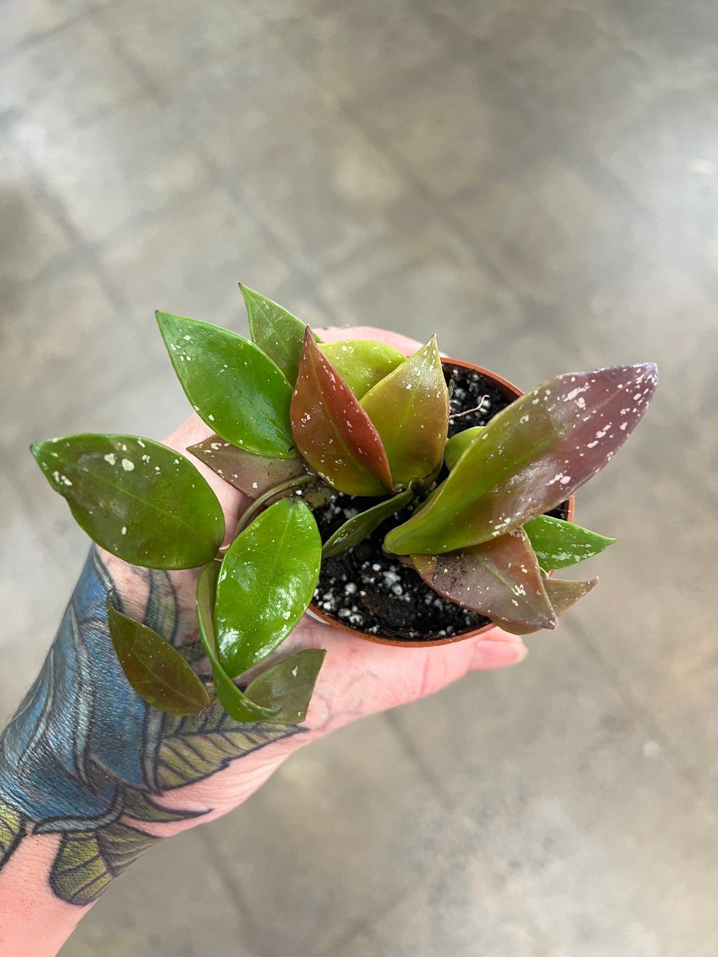 Hoya SP.Walliniana (UT-152)