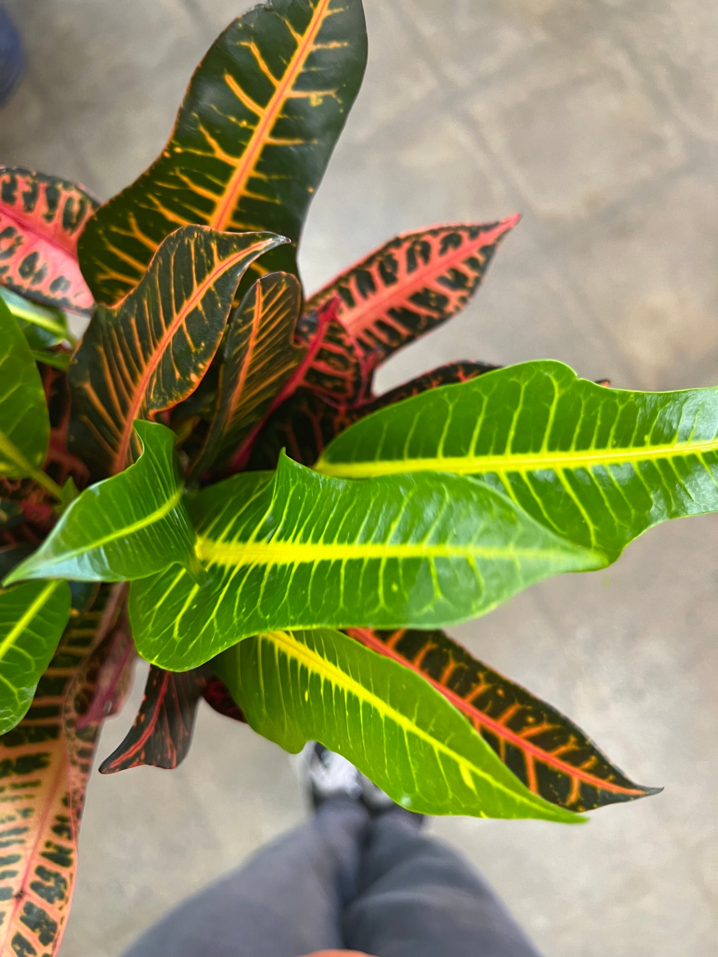 Croton Nervia