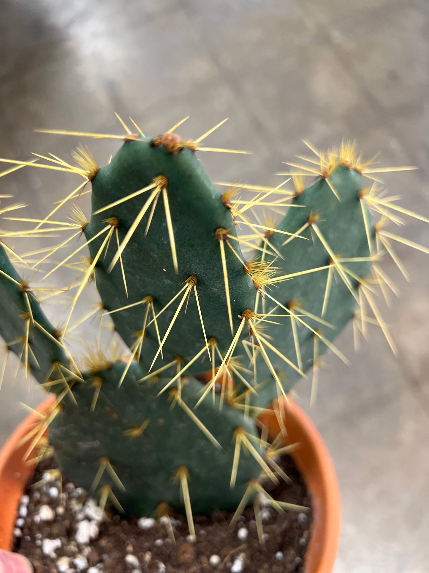 Cactus grès