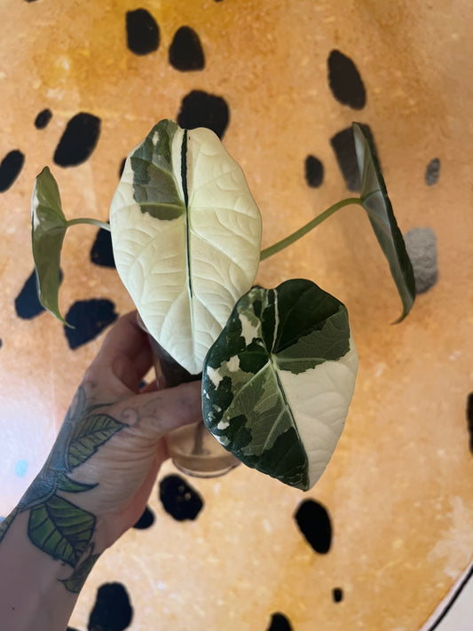 Alocasia Maharani bulb