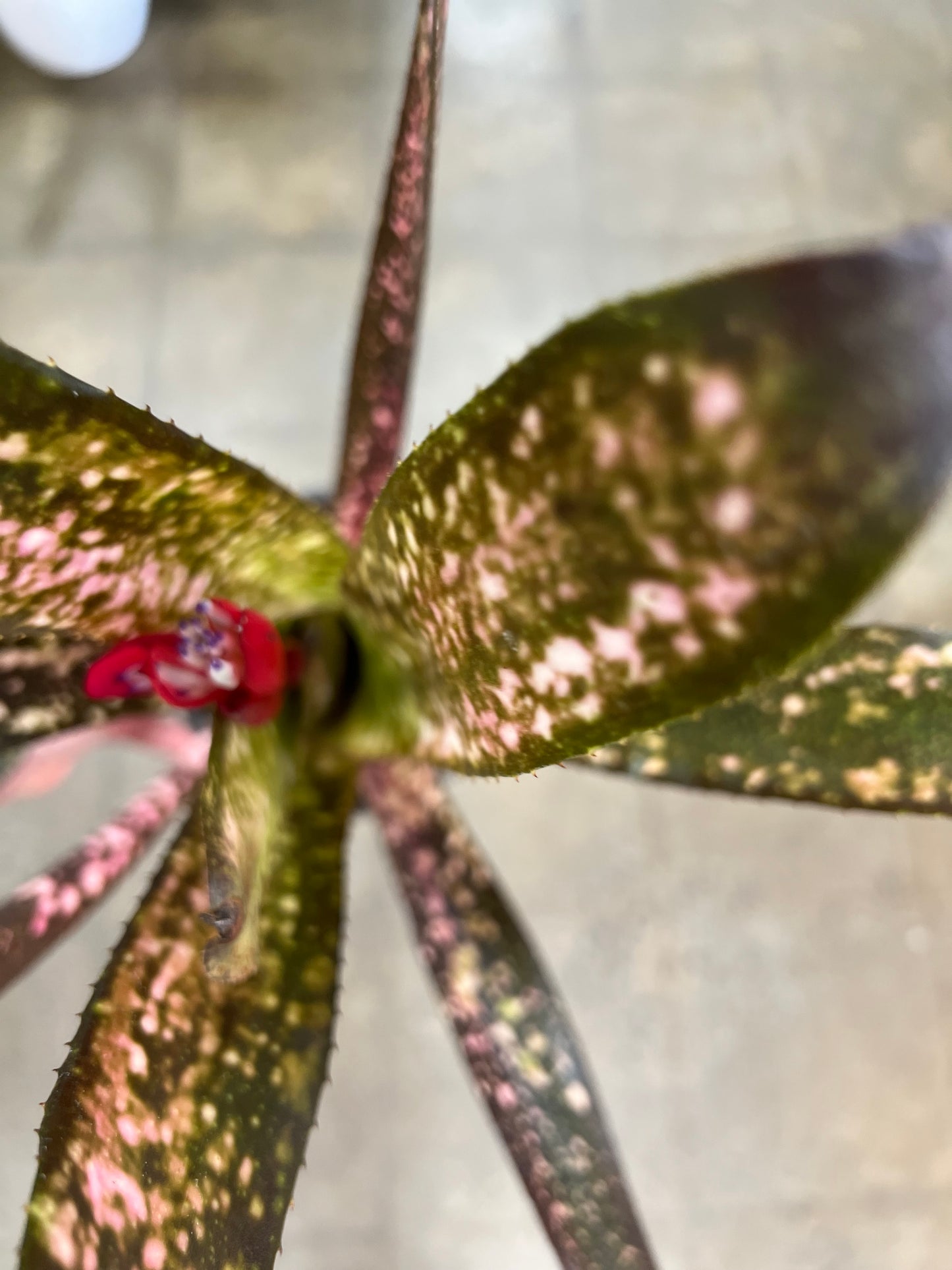 Billbergia Tengee