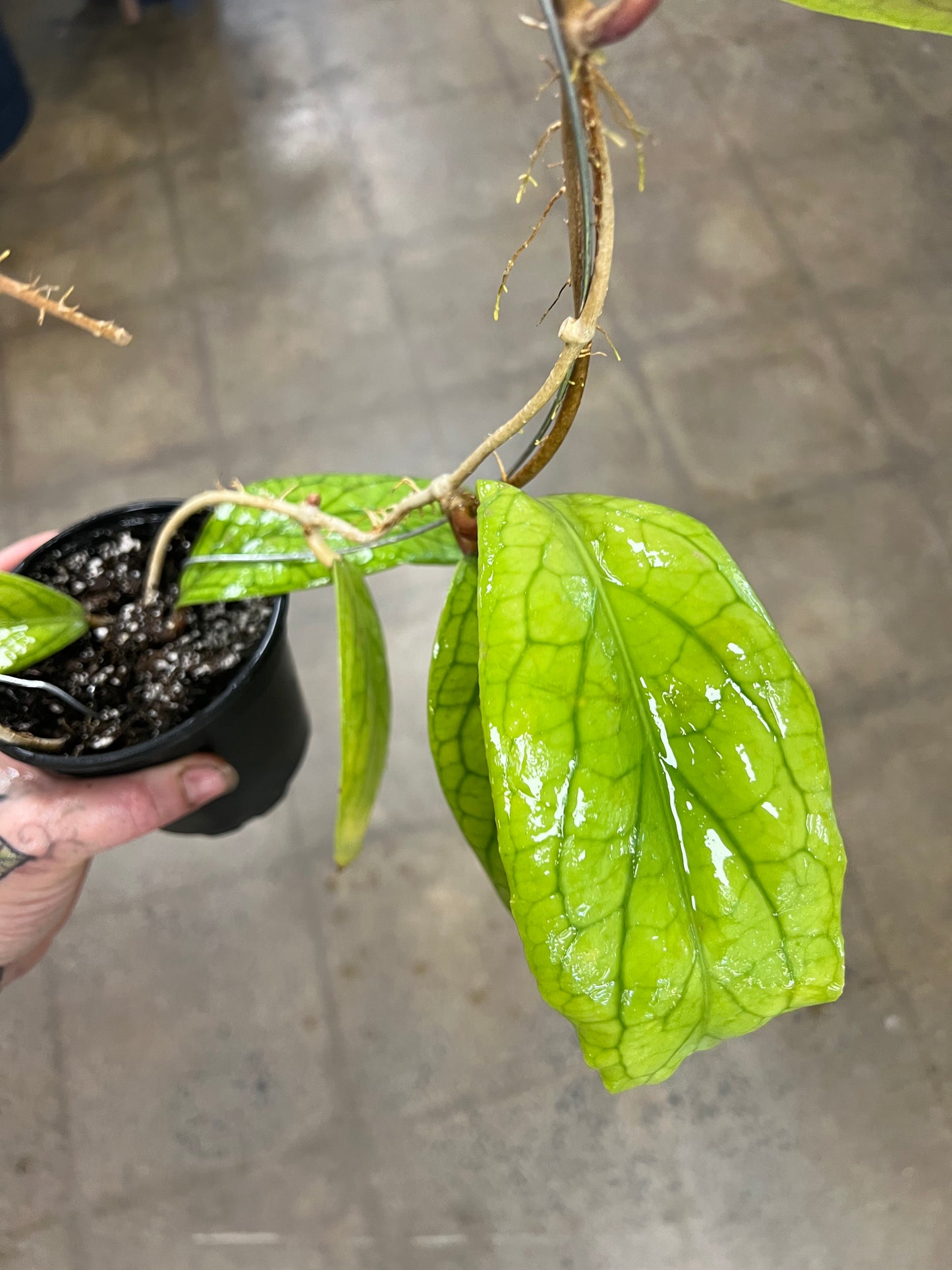 Hoya Vitellinoides