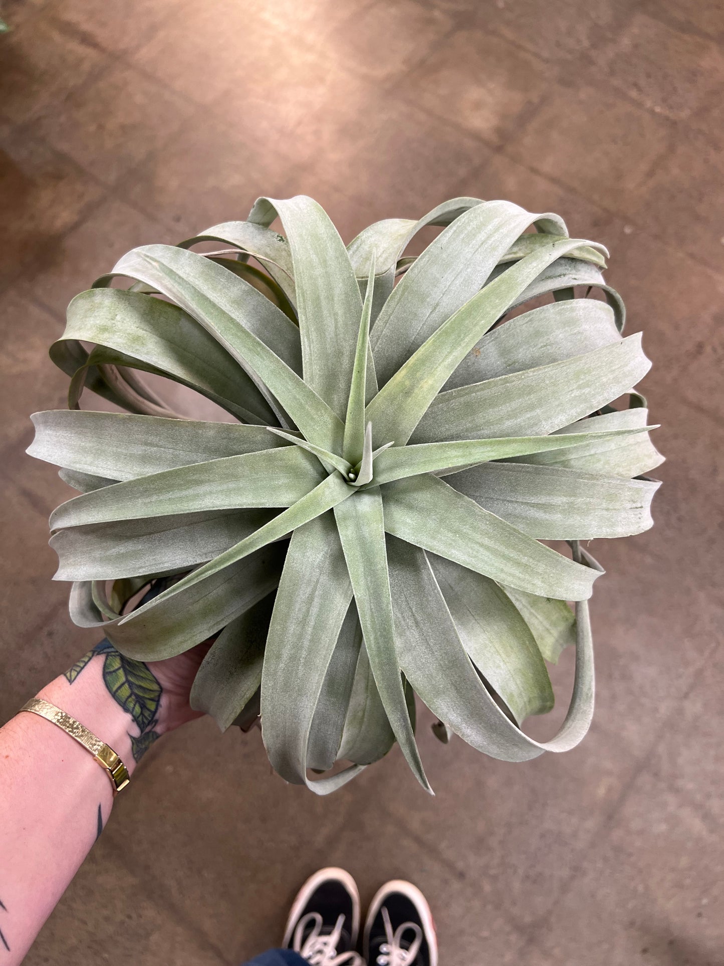 Tillandsia Xerographica XXL