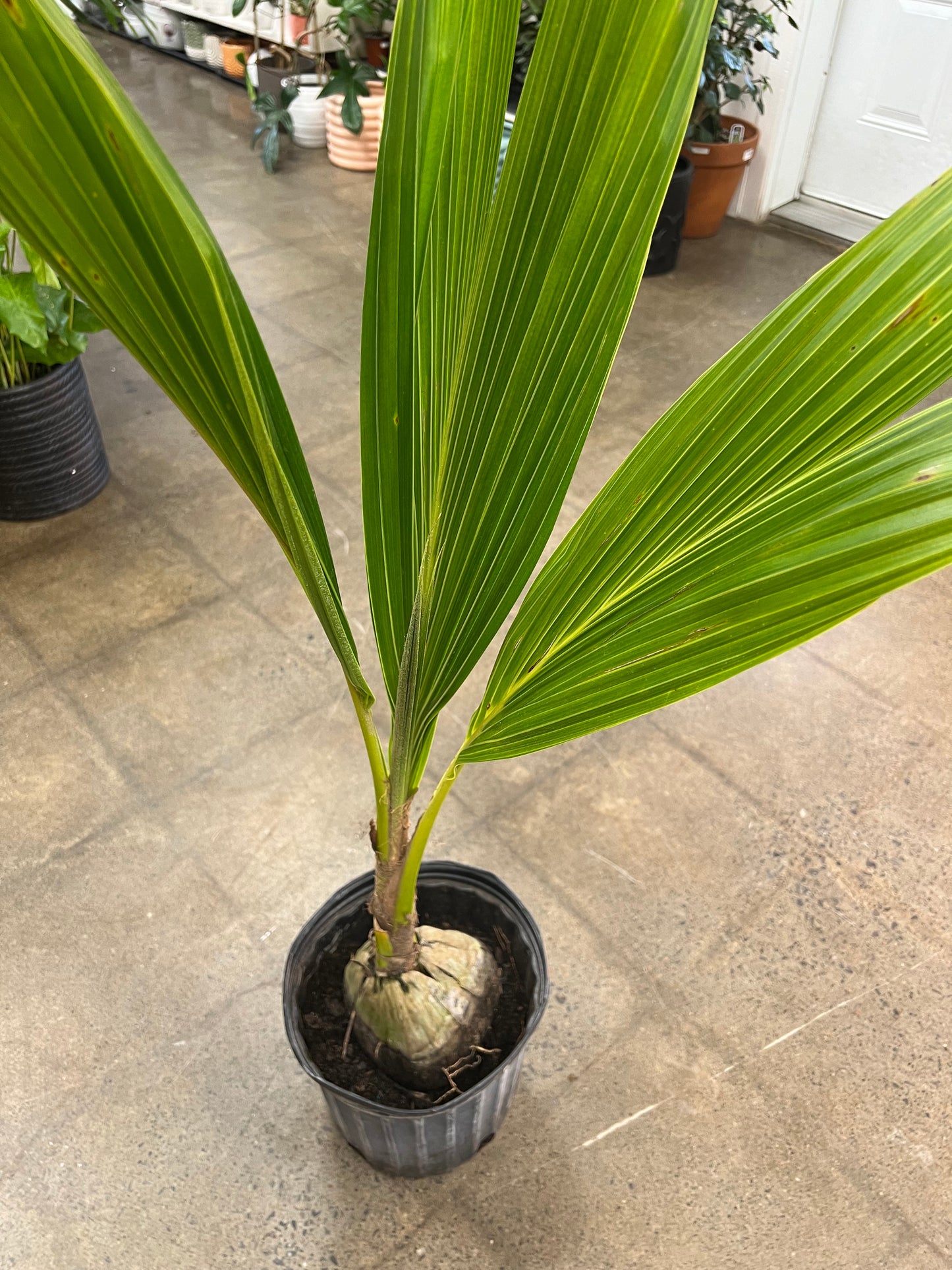 Palmier Coconut Palm