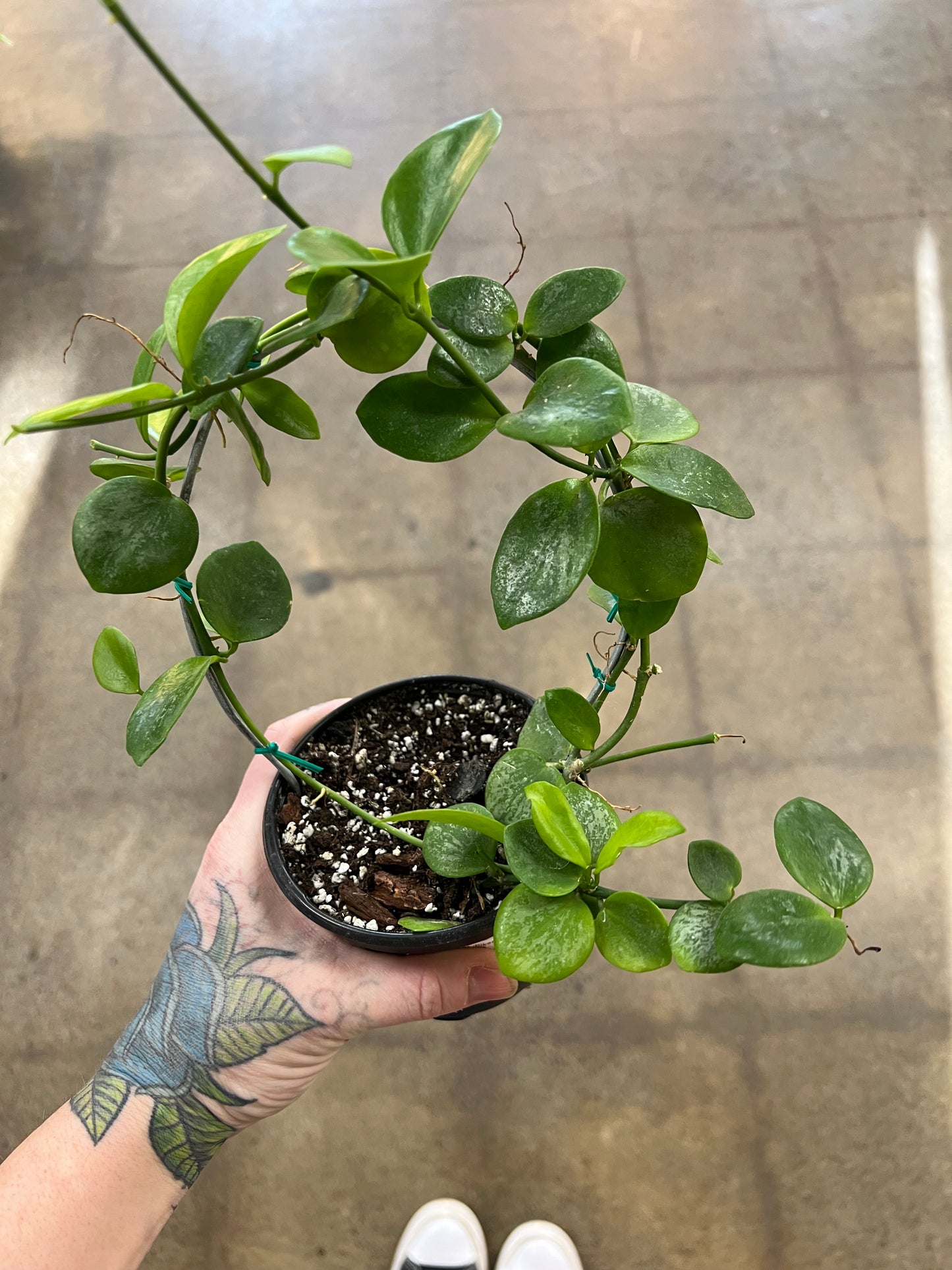 Hoya SP.Biak(Bikensis) Splash