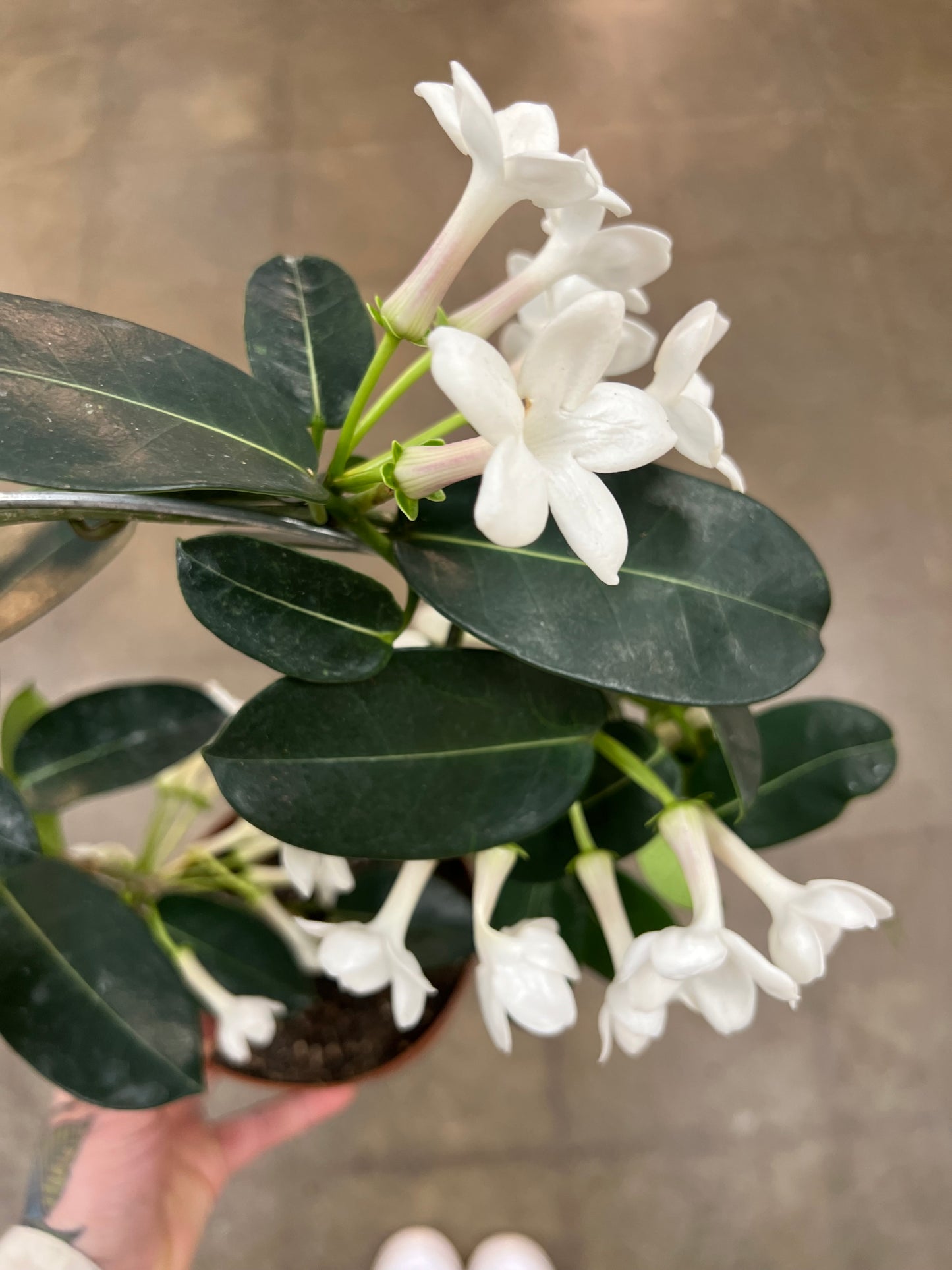 Stephanotis