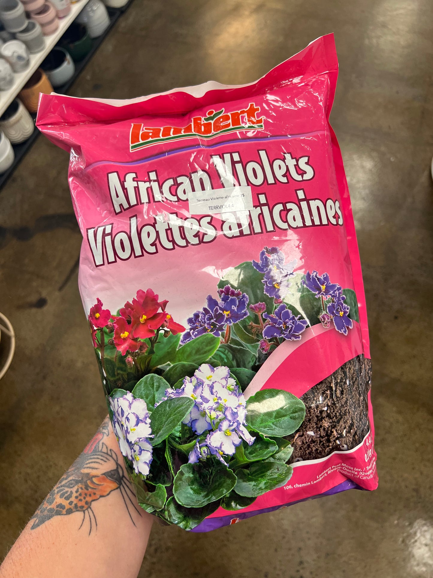 Terreau violettes africaines