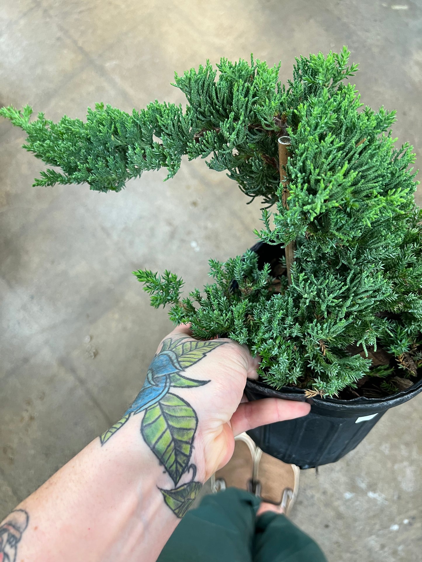 Bonsai Juniper