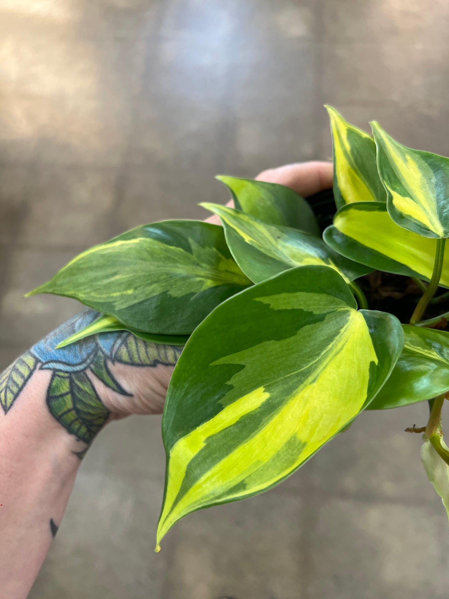 Philodendron Cream Splash