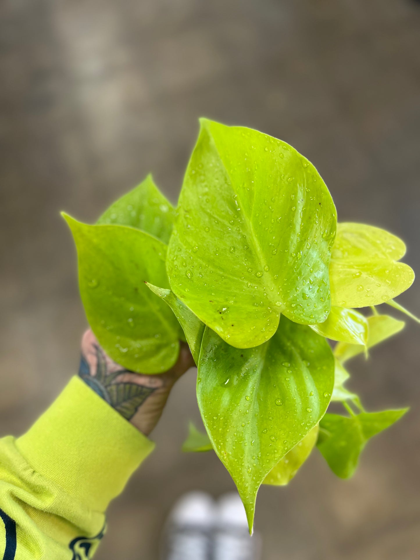 Philodendron Lemon Lime Cordatum