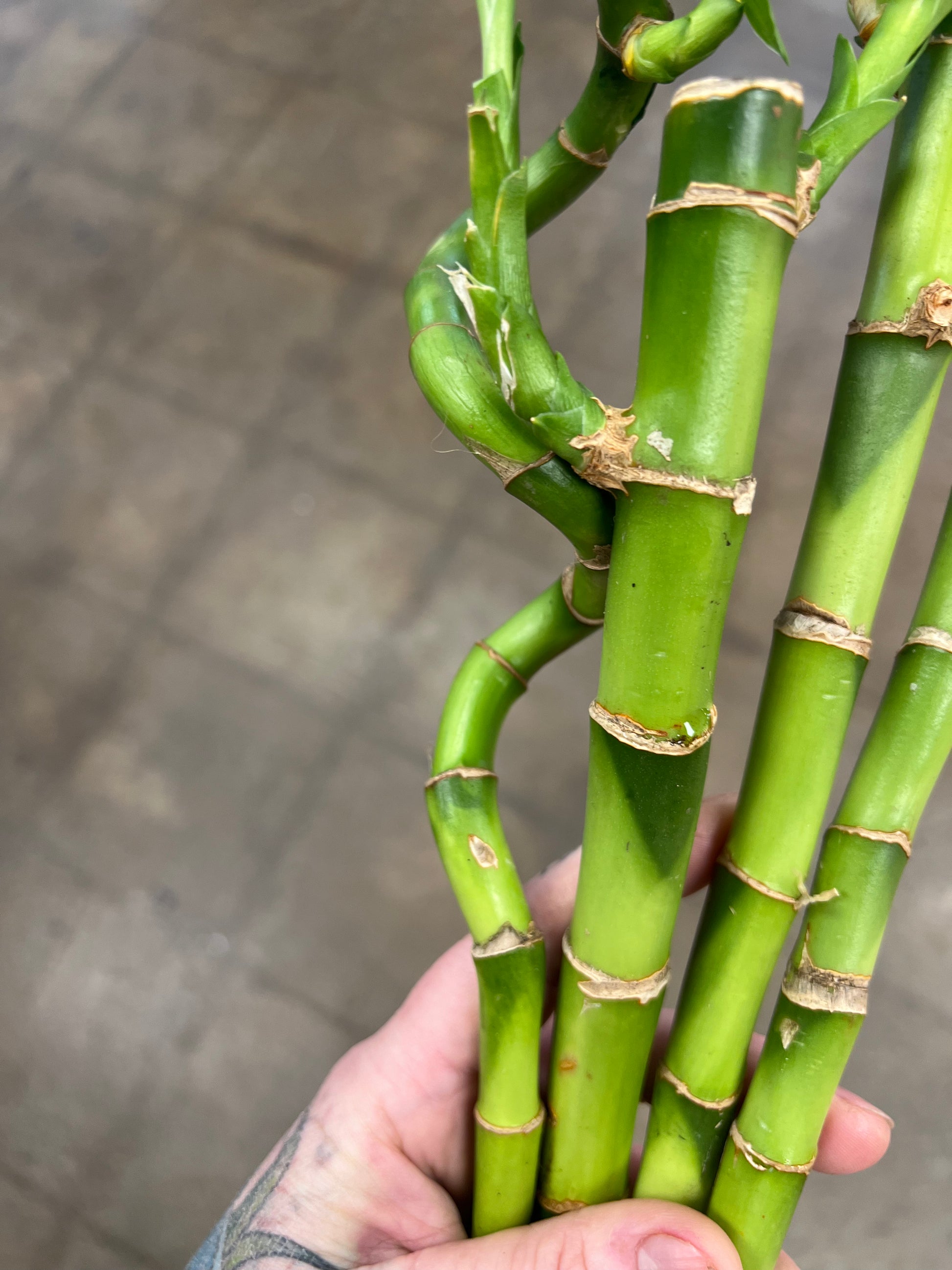 lucky bamboo small Lucky Bamboo Small – jungleroseinc