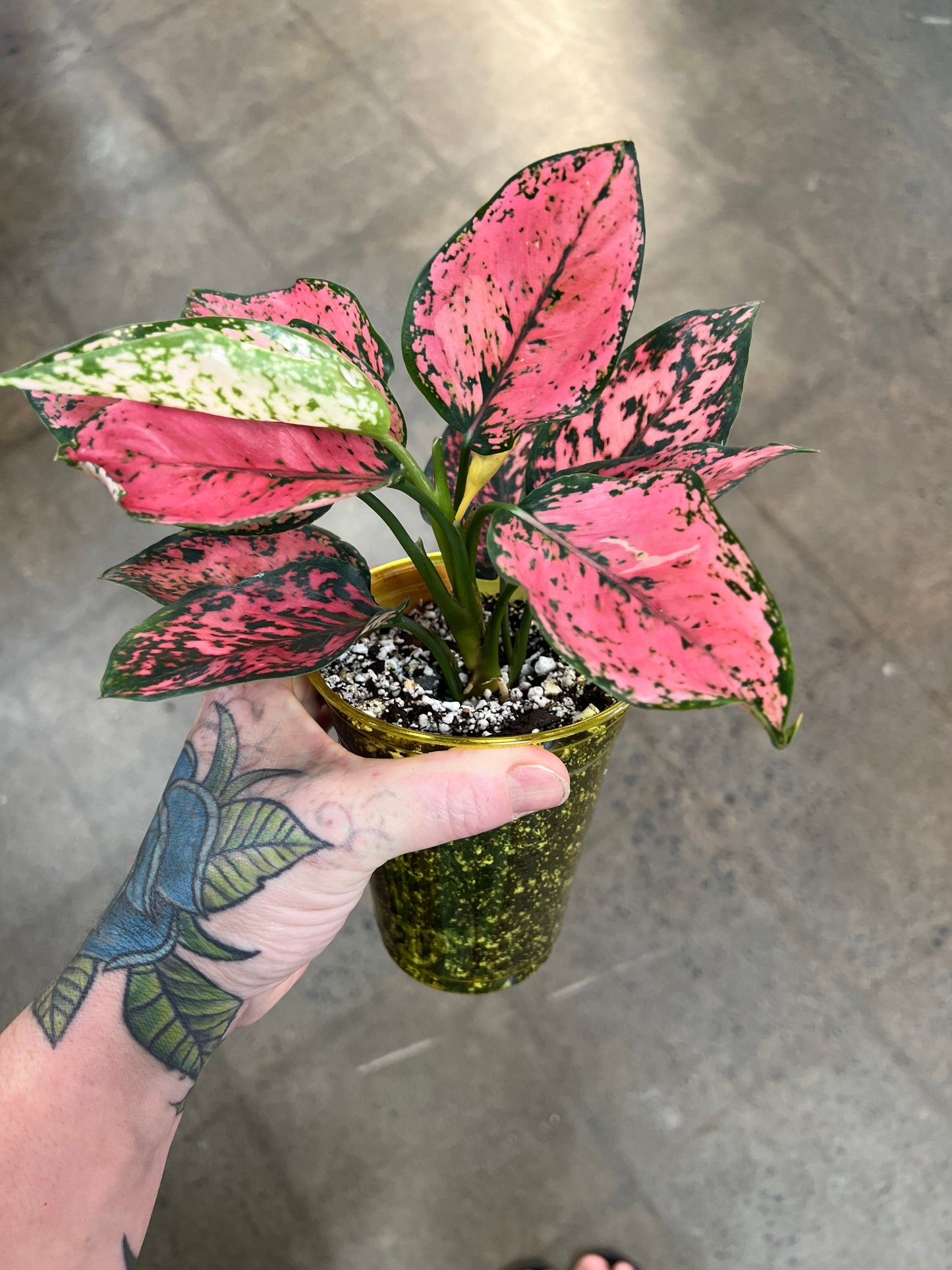 Aglaonema Pink Komkom