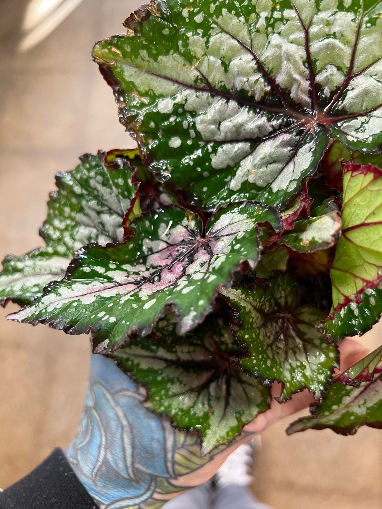 Begonia Foliage Rex