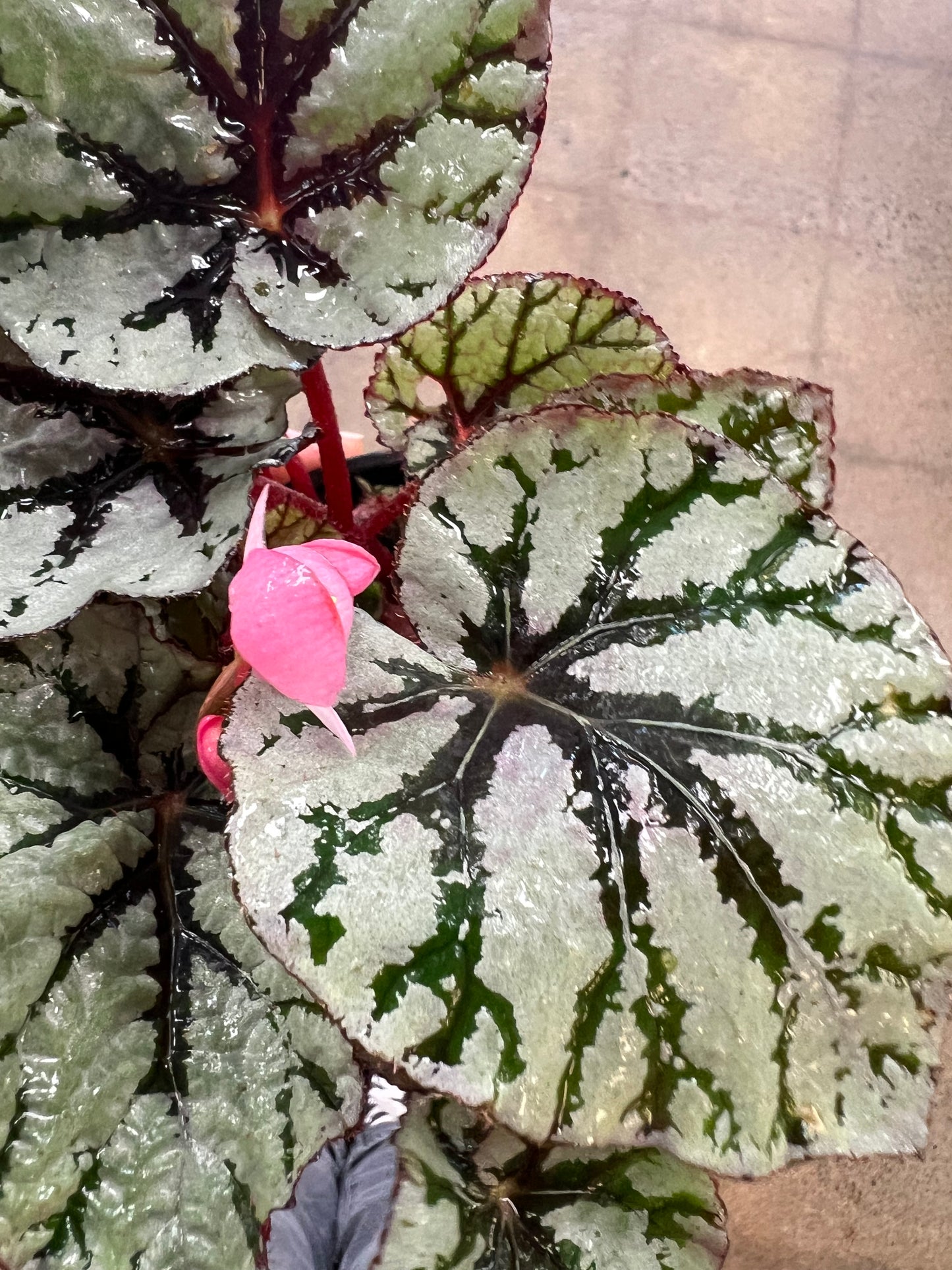 Begonia Foliage Rex