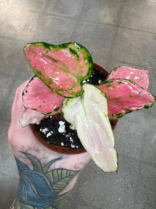 Aglaonema Rose