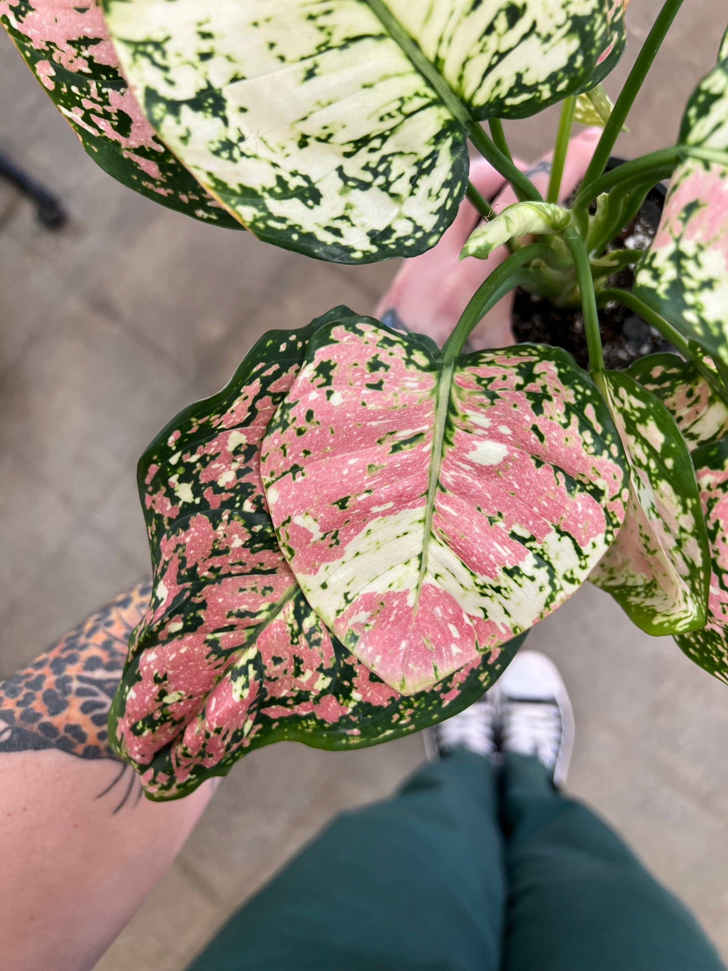 Aglaonema Anyamanee Tri-Color