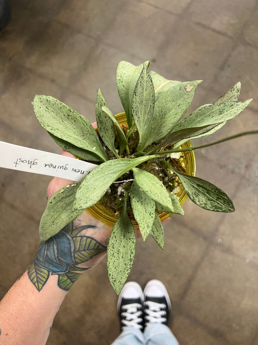 Hoya Nicholsoniae New Guinea Ghost