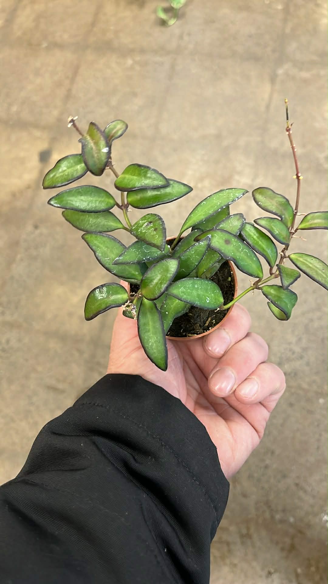 Hoya Neon DS-70