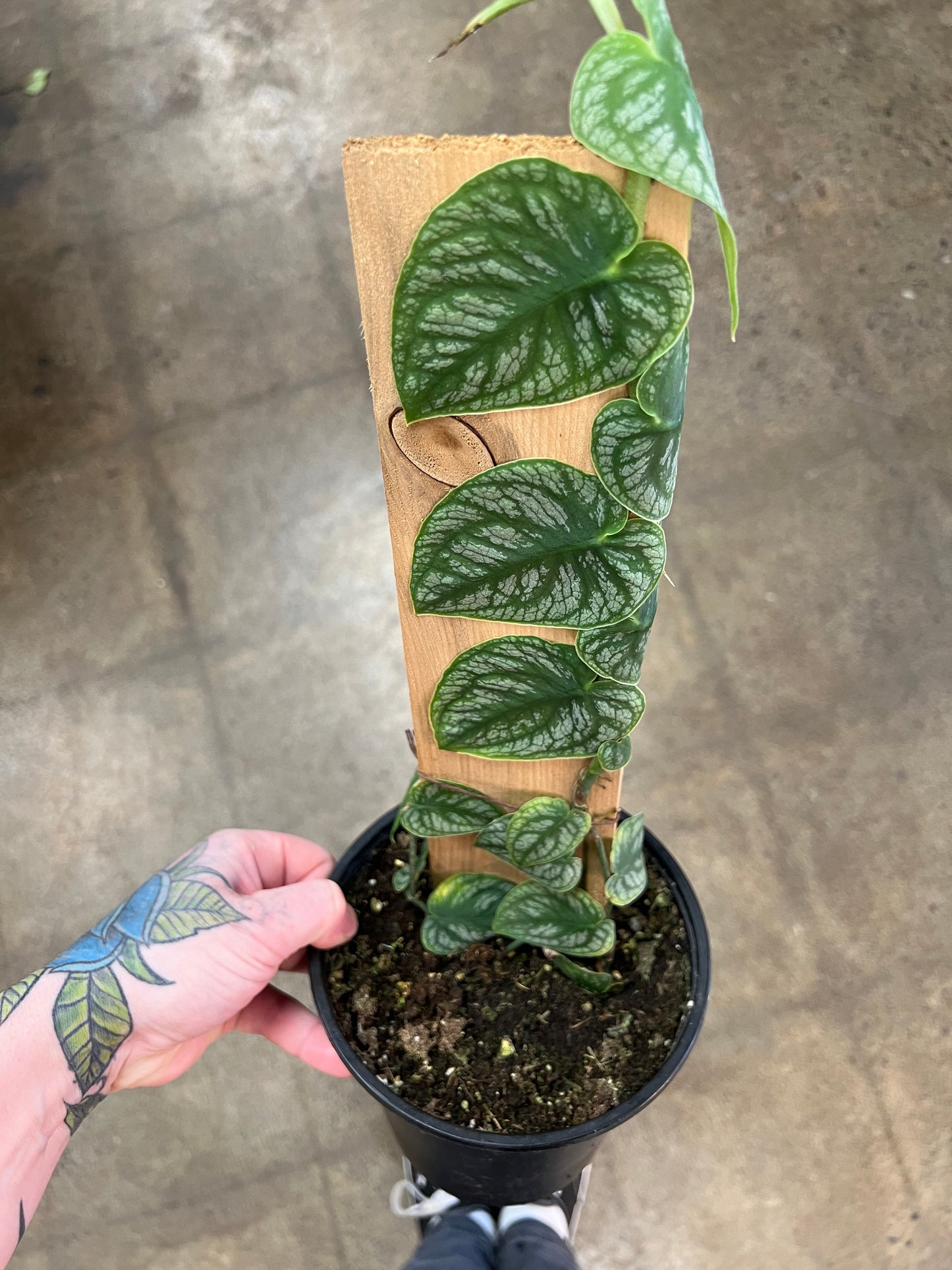 Monstera Dubia