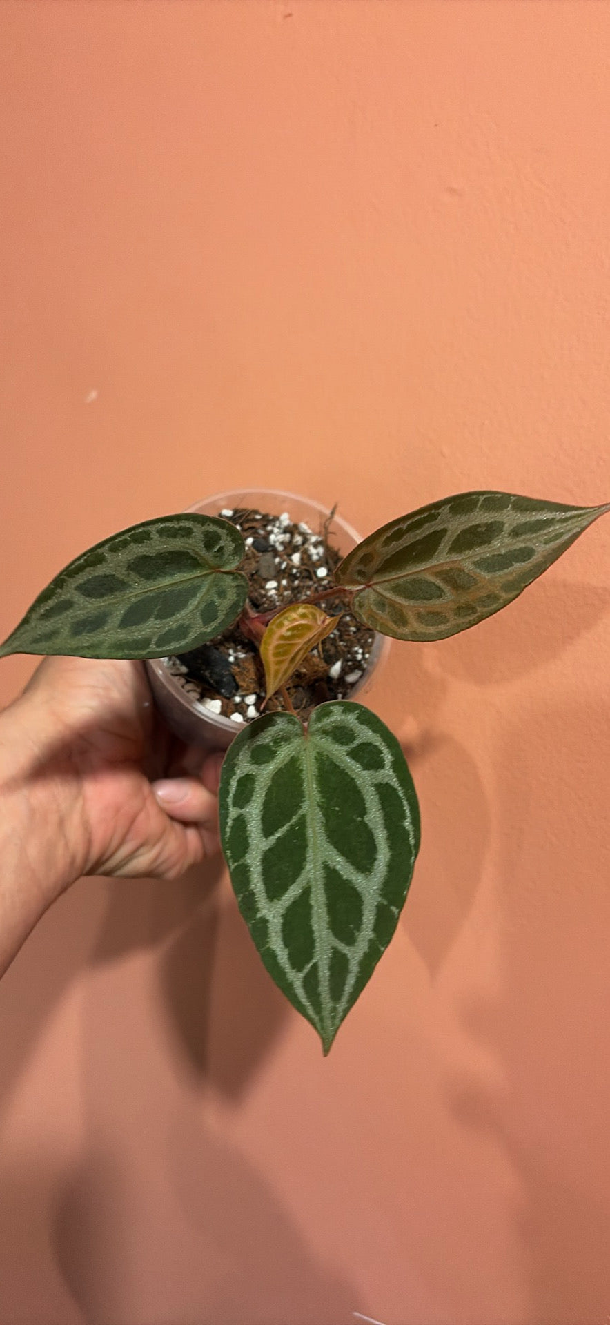 Anthurium Red Tiger x Michelle