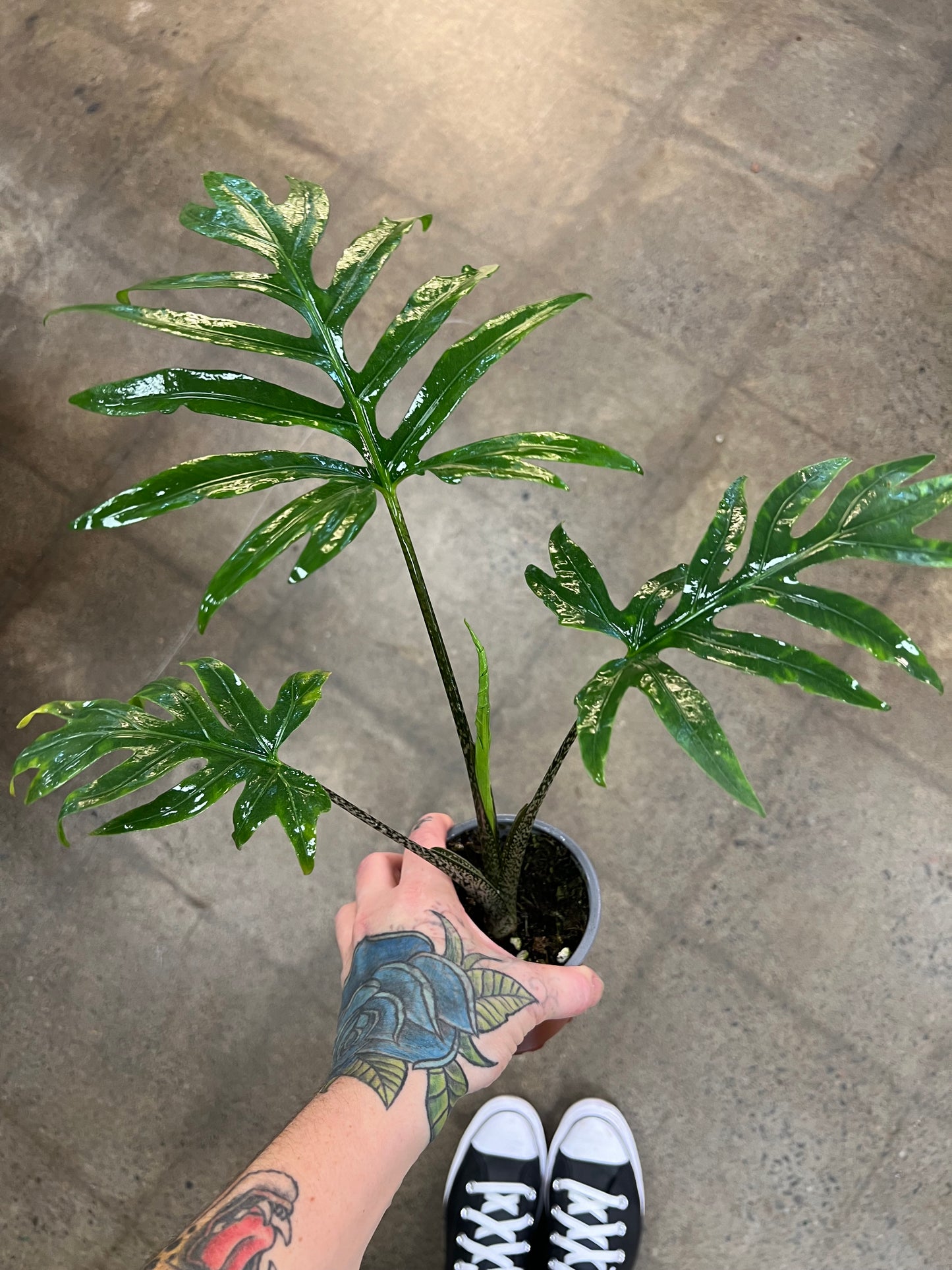 Alocasia Brancifolia