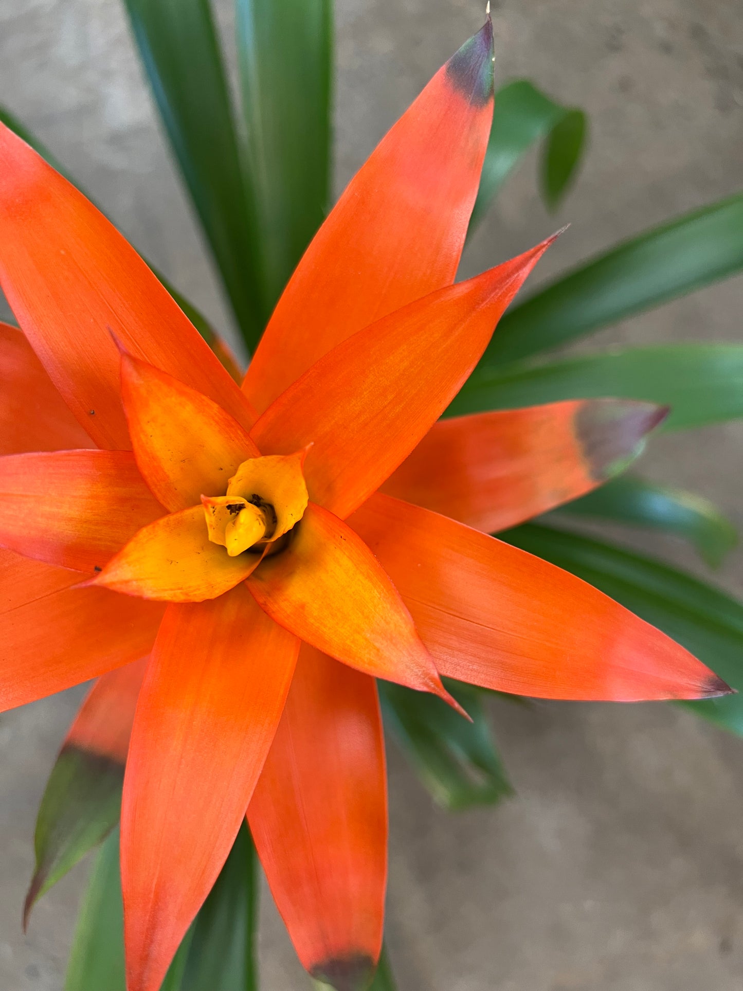 Broméliacé Guzmania