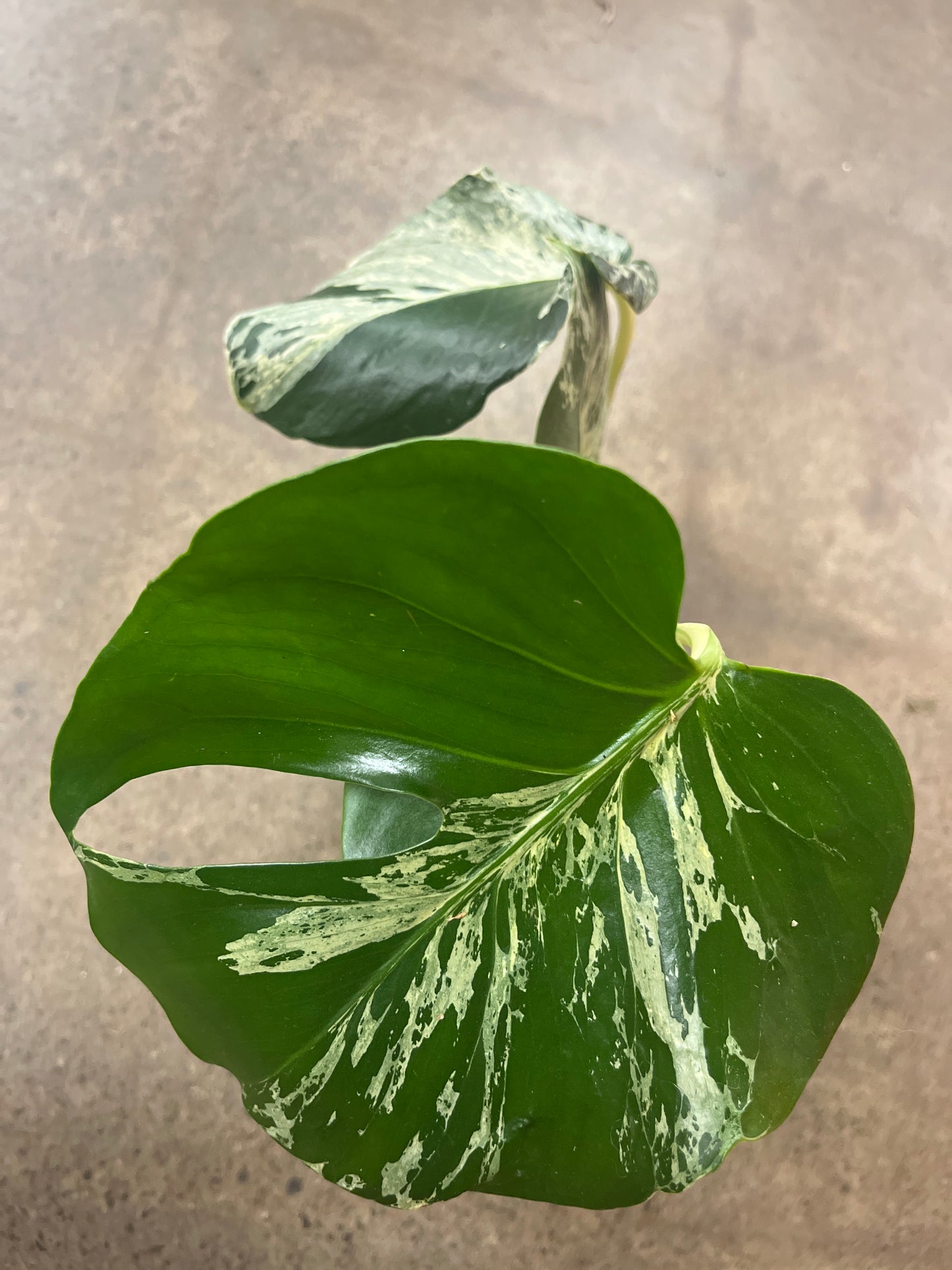 Monstera Bulbasaur