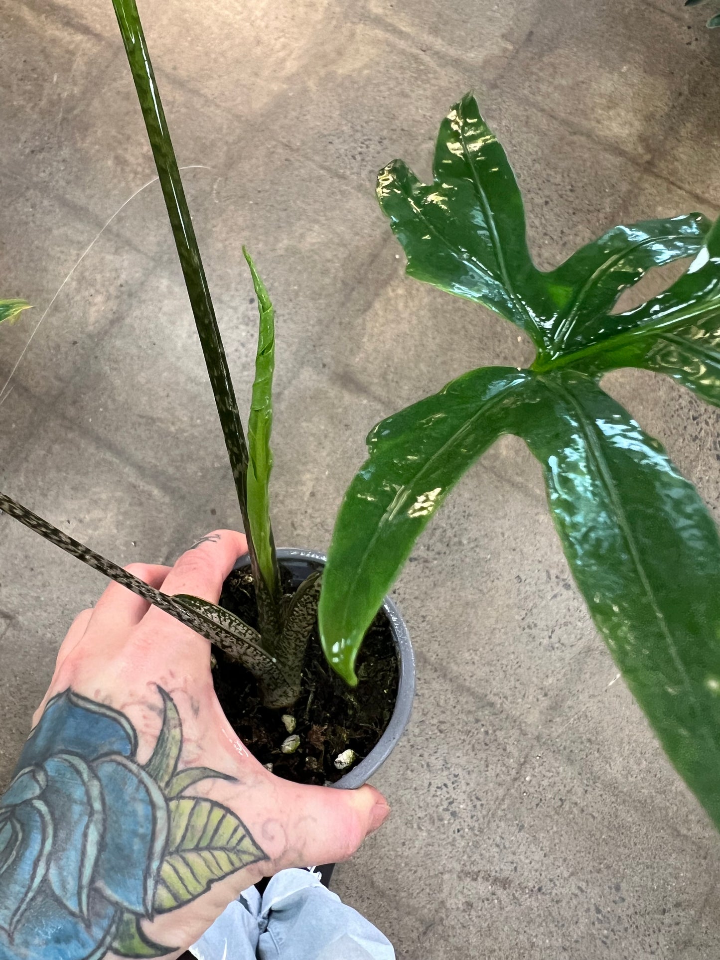 Alocasia Brancifolia