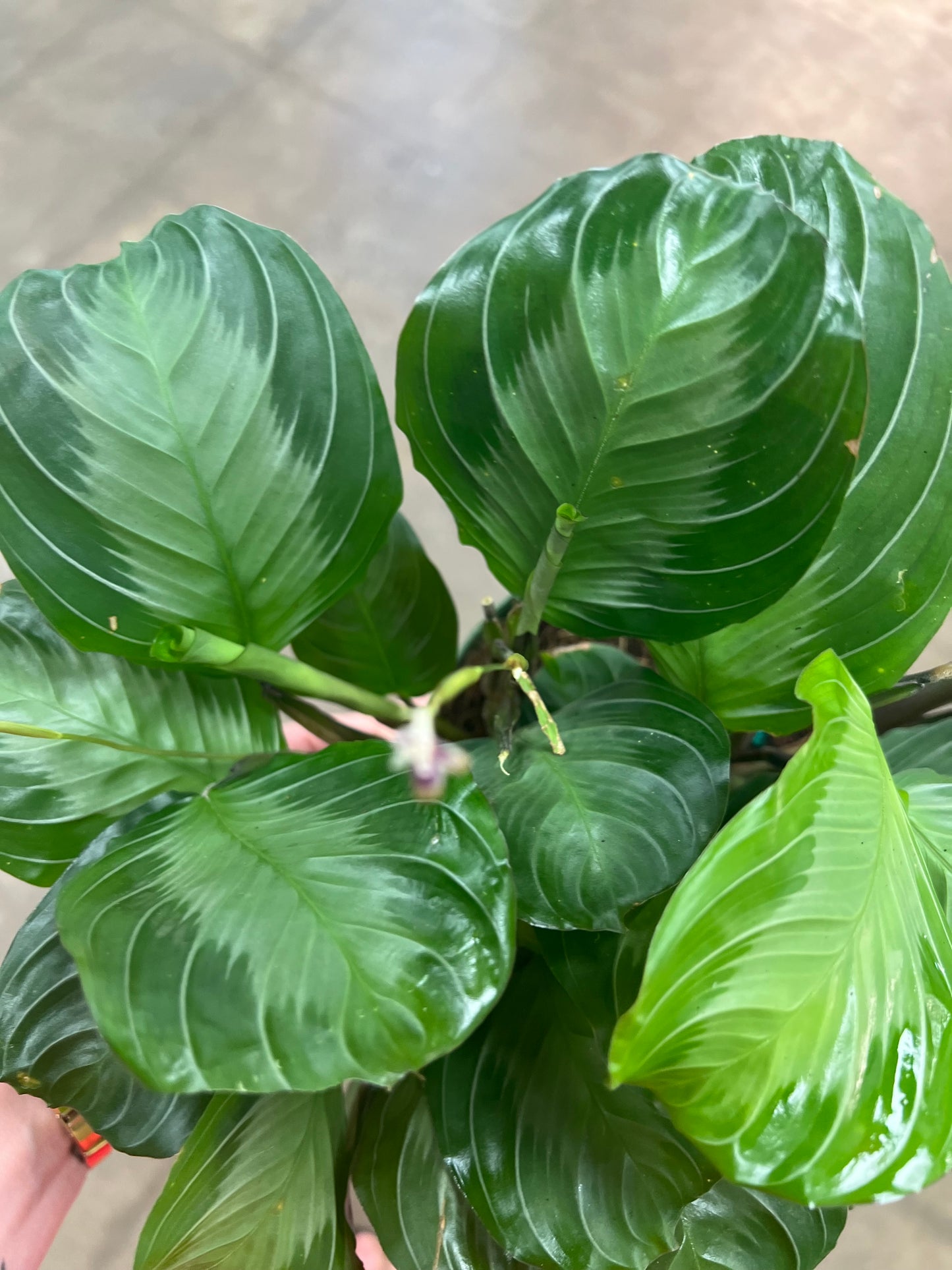 Maranta Silver Band