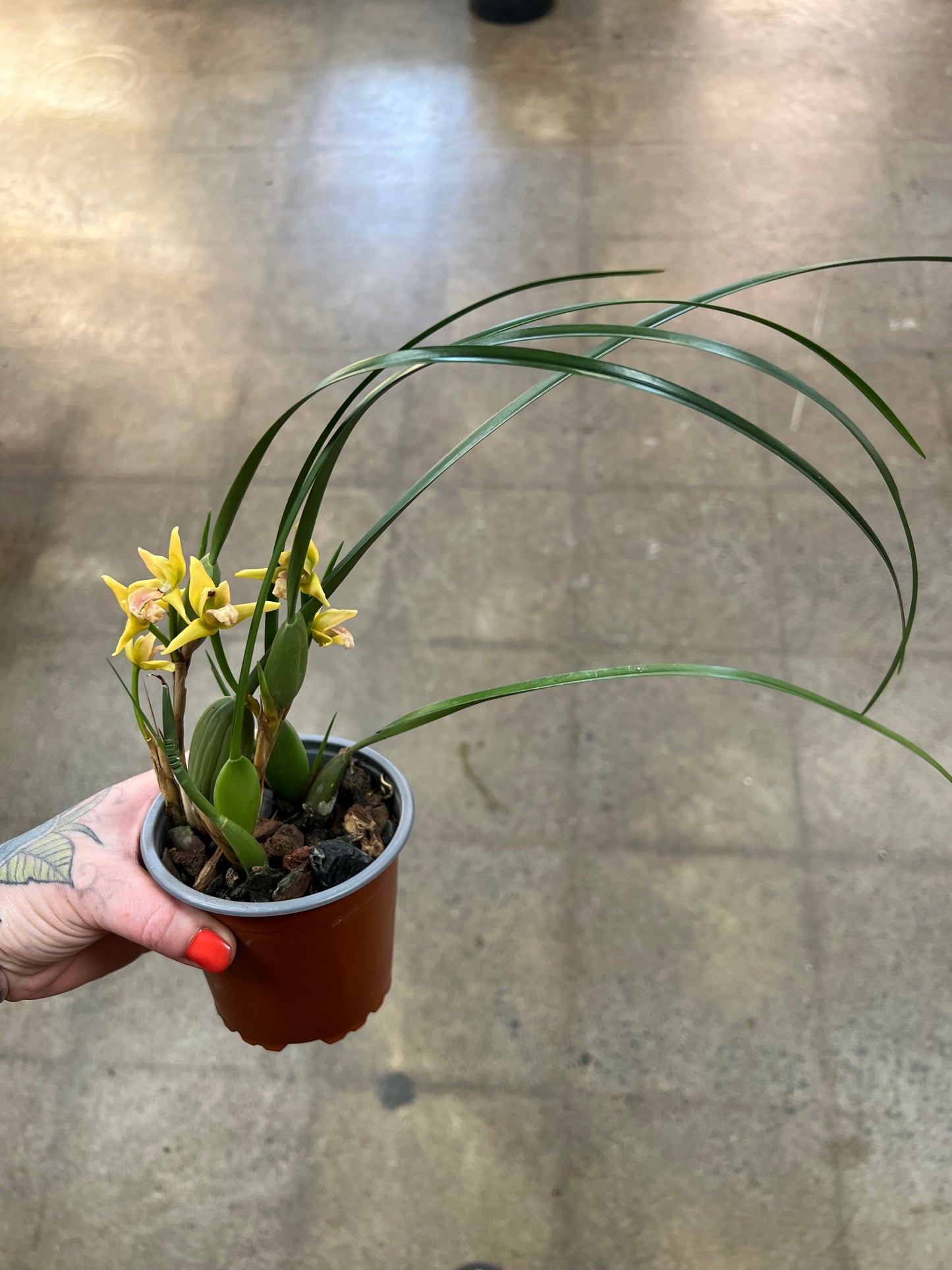 Orchidée Maxillaria/ Coconut Orchid