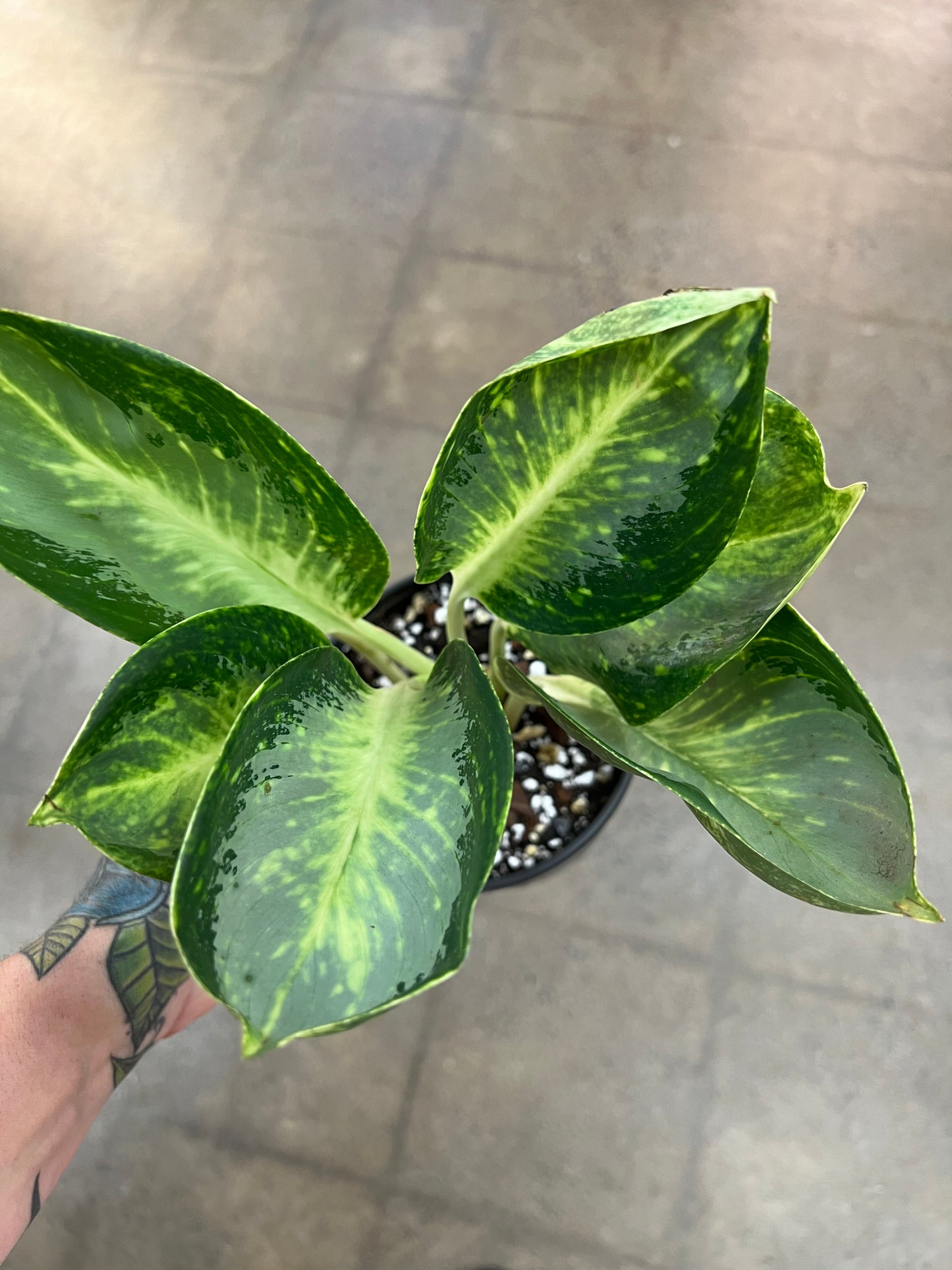 Aglaonema Green Bowl