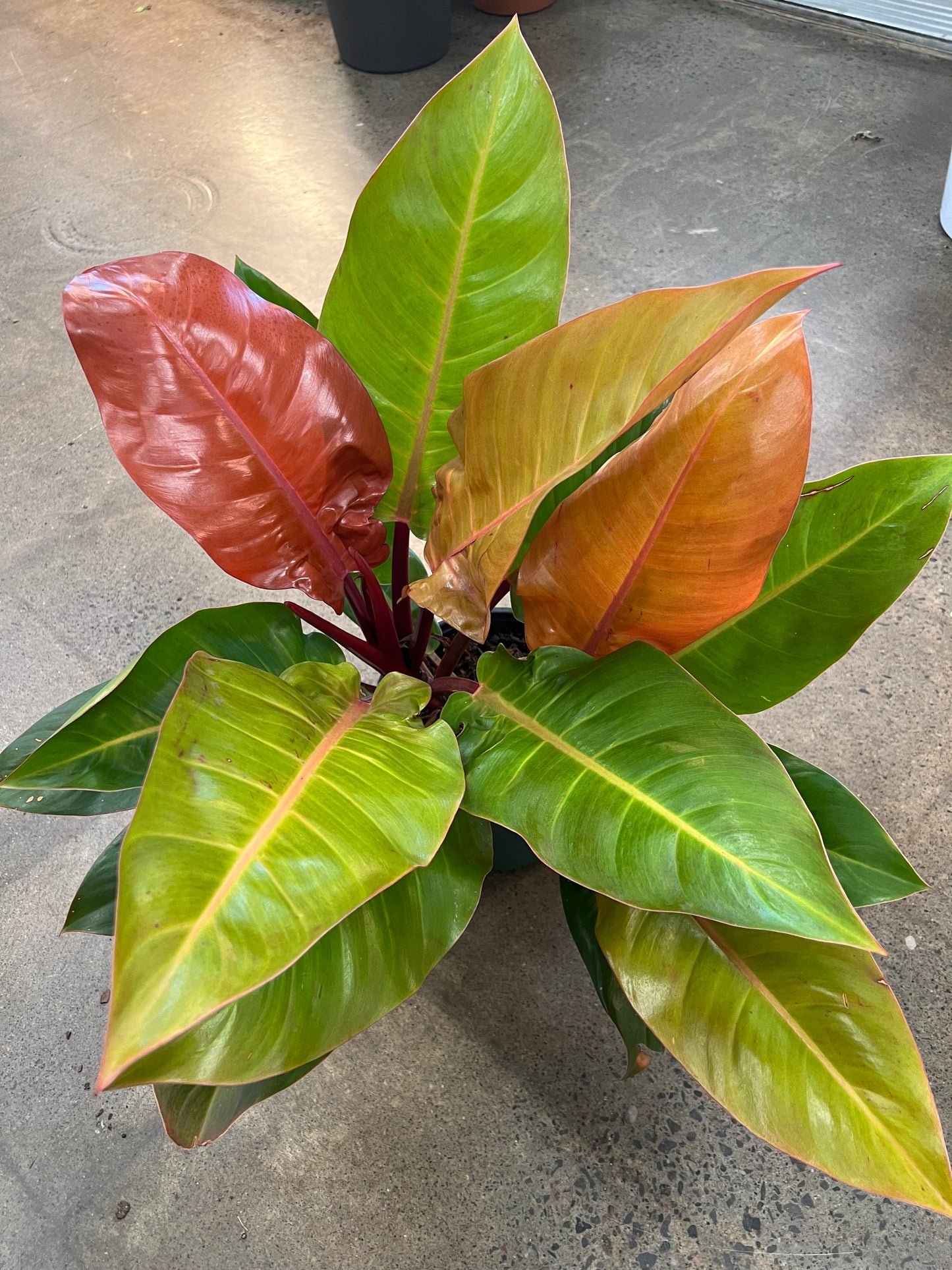 Philodendron Prince Of Orange