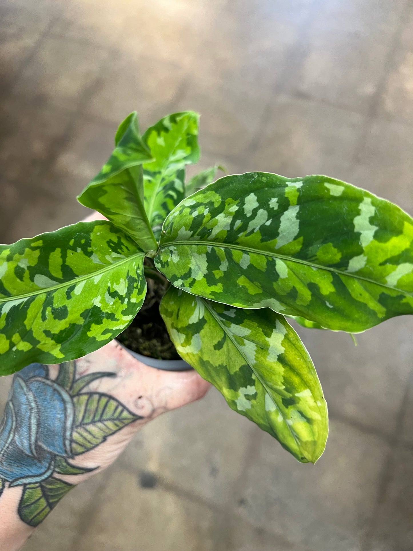 Aglaonema Pictum Tricolor