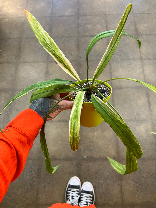 Anthurium Vittarifolium Panaché