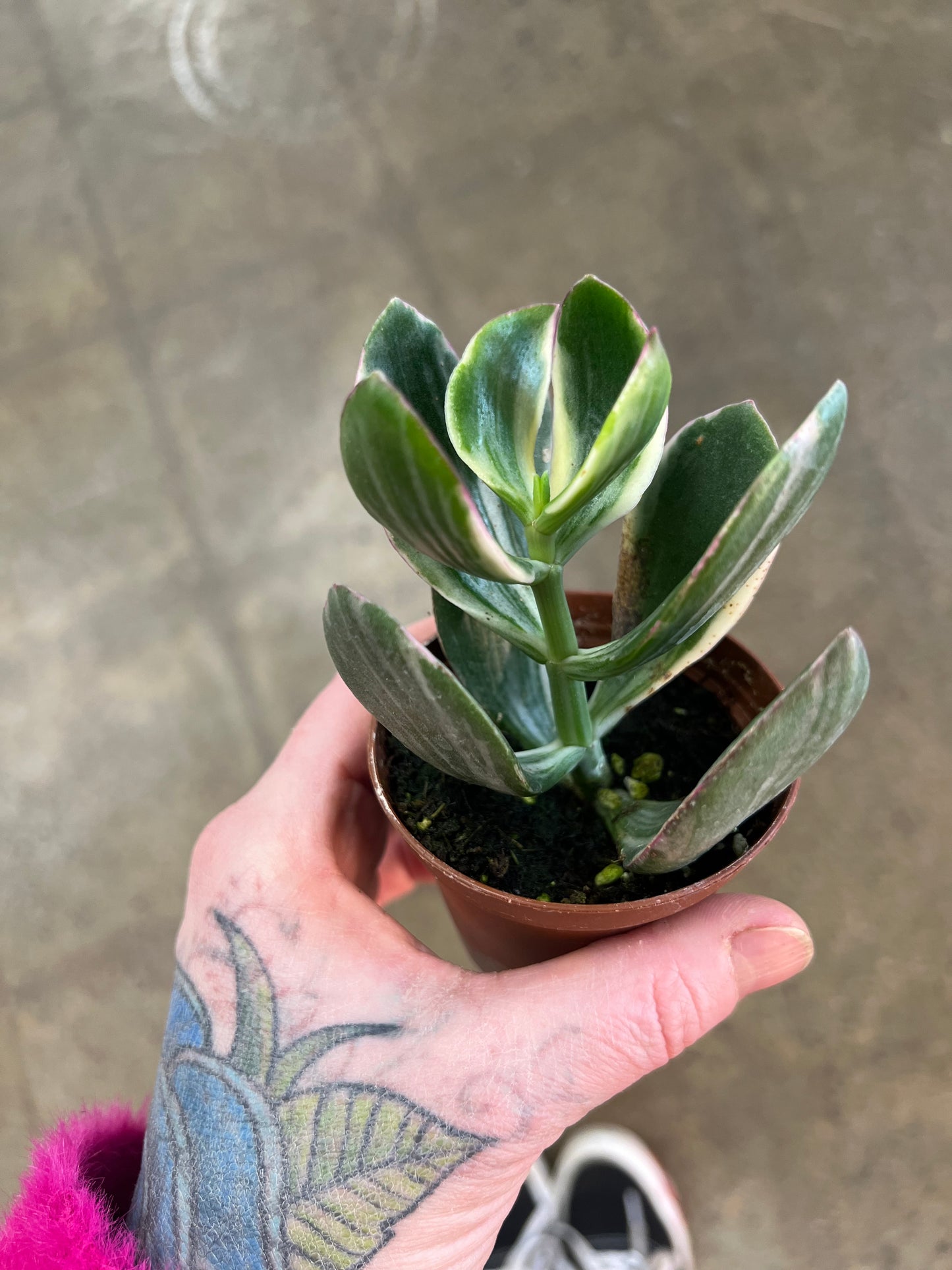 Crassula Jade Panaché